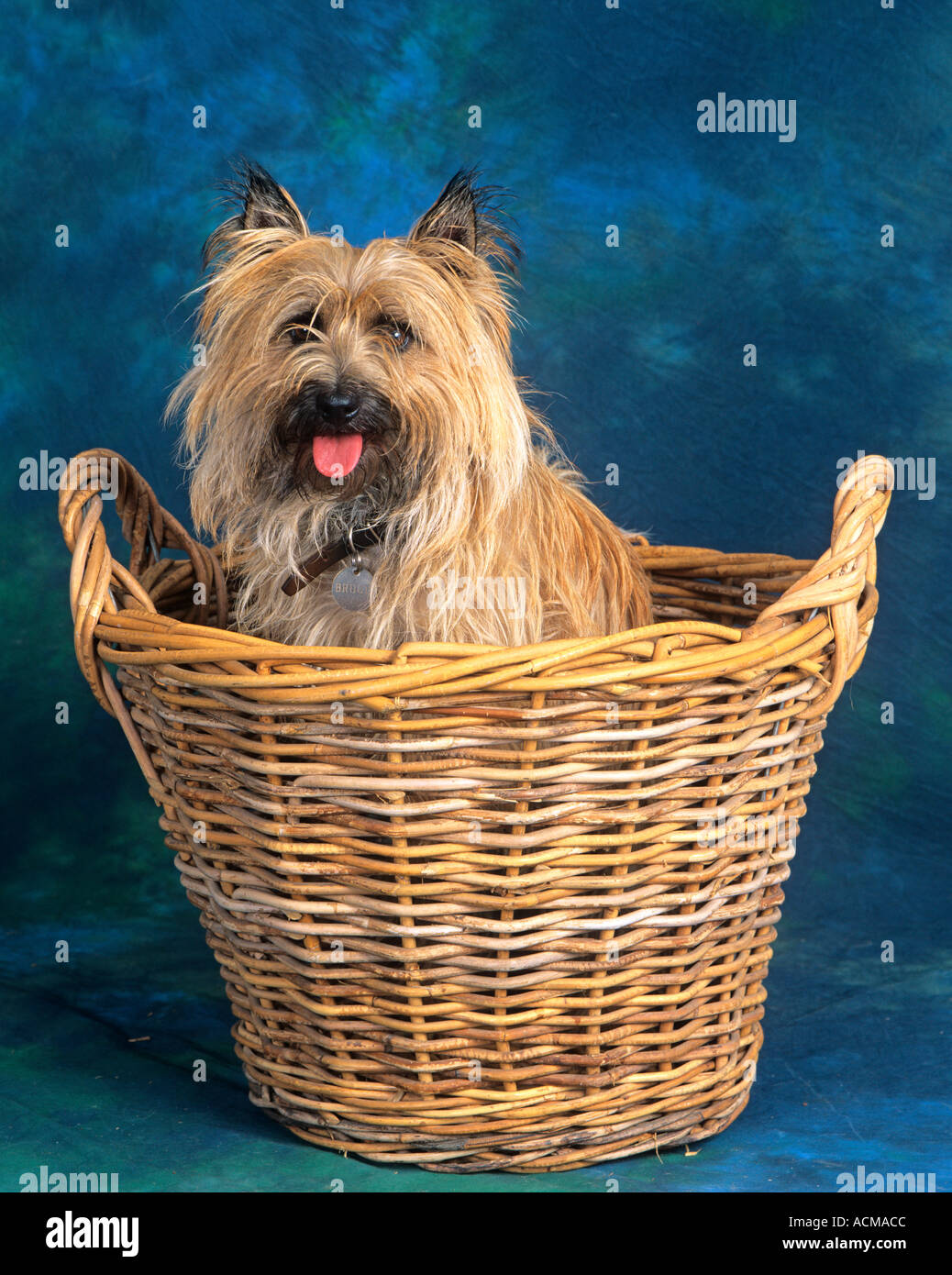 Cairn Terrier Dog Banque D'Images