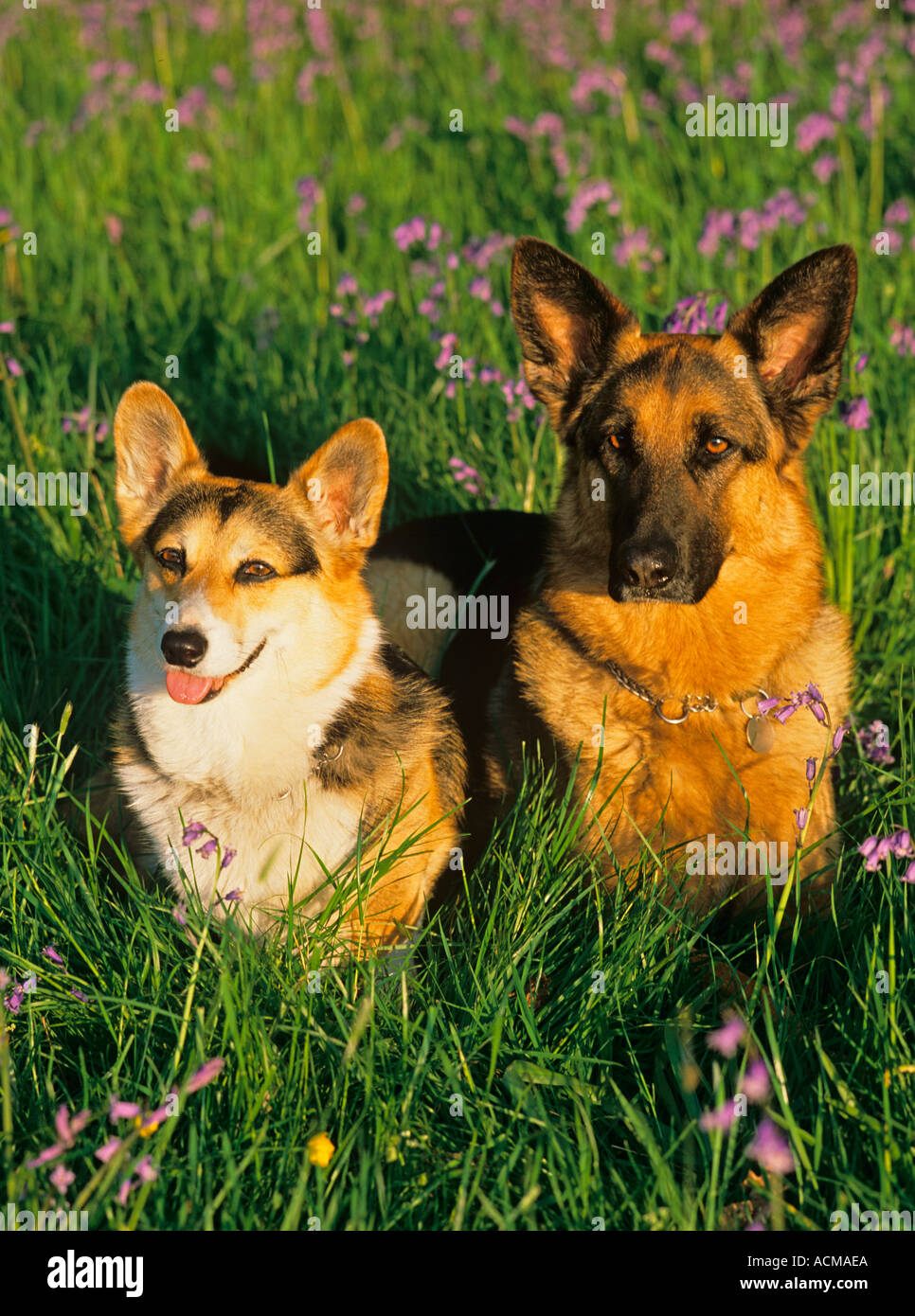 Welsh Corgi et Berger Allemand Banque D'Images