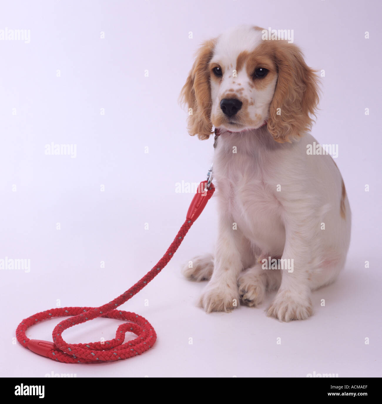 Chiot Cocker Banque D'Images