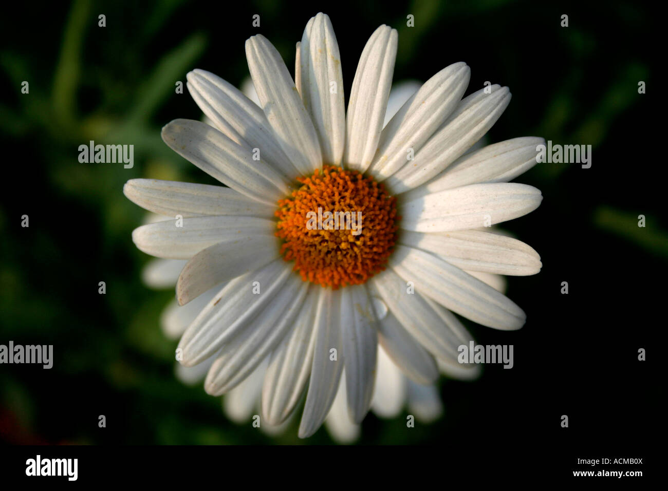 Marguerite blanche head Banque D'Images