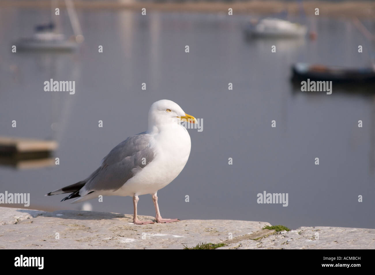 Mouette Larus argentatus surplombant le port de Conwy avec des bateaux à l'arrière-plan Banque D'Images