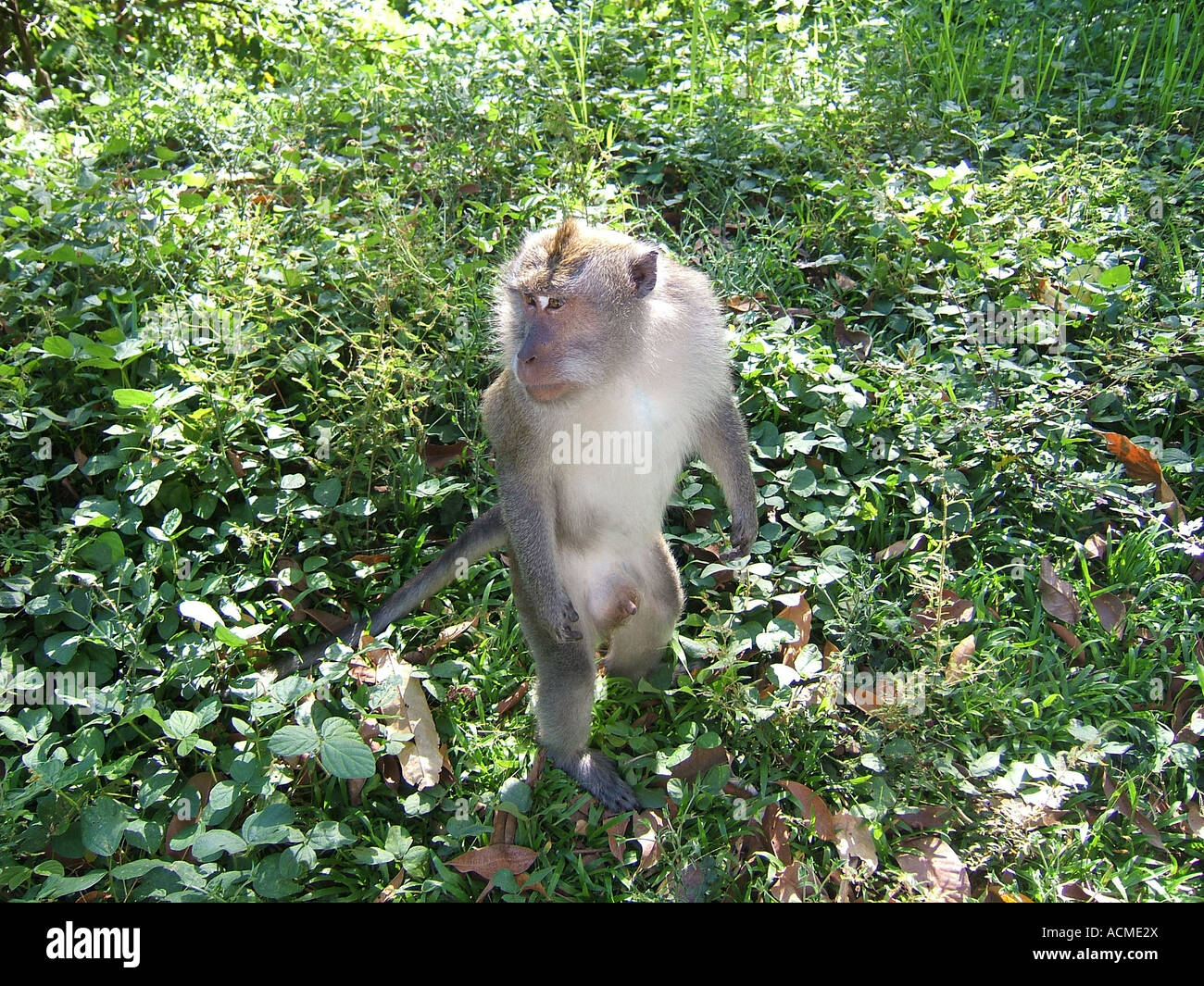 Temple des singes ou des macaques à longue queue, Bali, Indonésie Banque D'Images