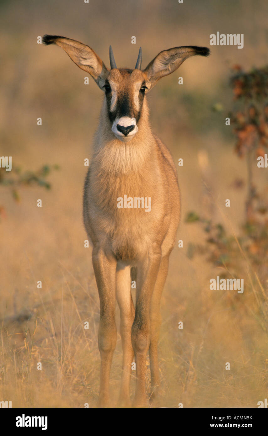 L'antilope rouanne (Hippotragus equinus) , Delta de l'Okavango, au Botswana. WILD Banque D'Images