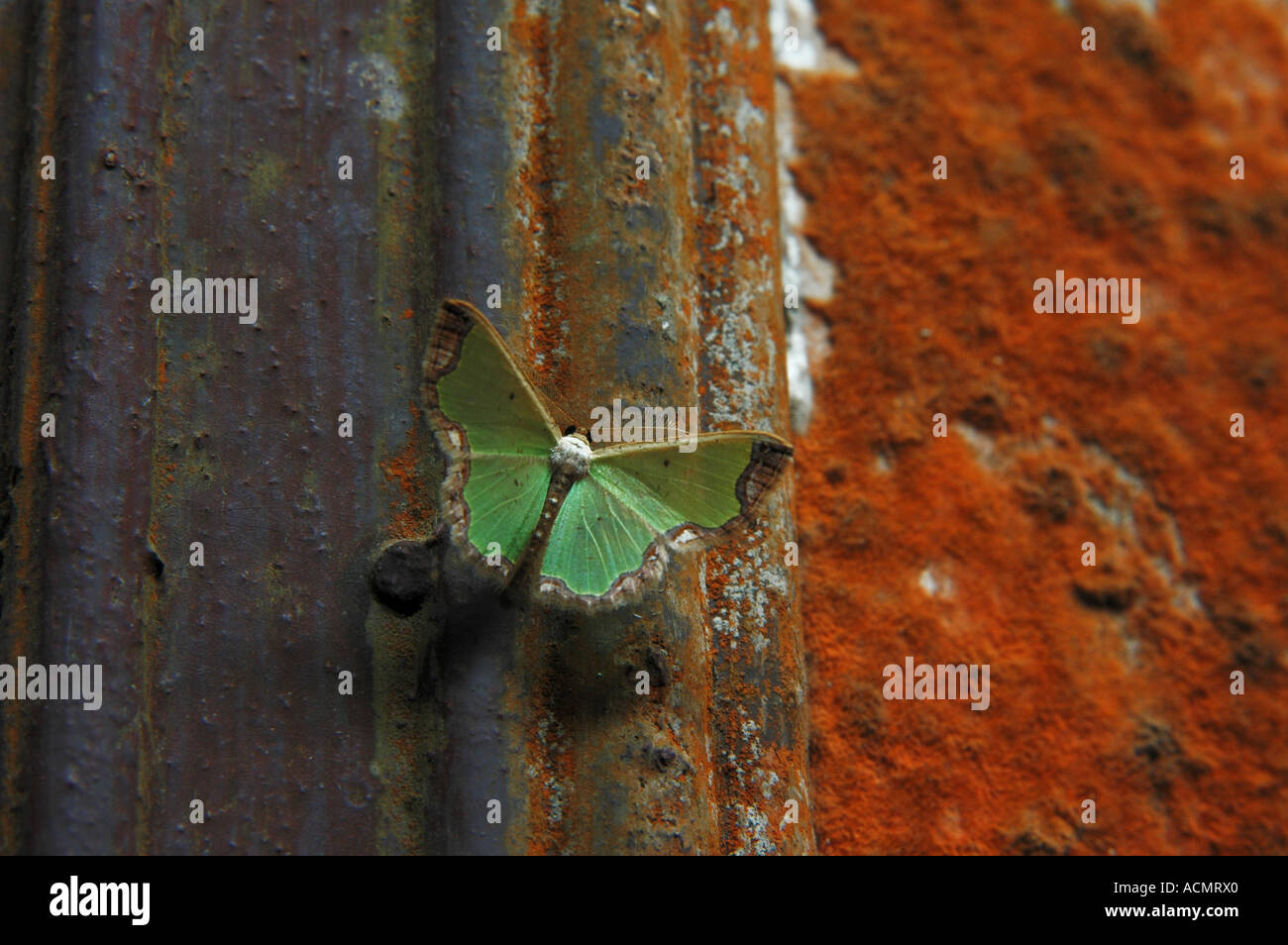 Close up d'un papillon Banque D'Images