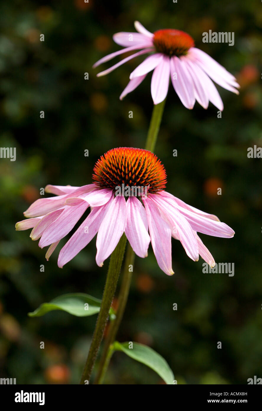 Échinacée rose (Coneflowers) Banque D'Images