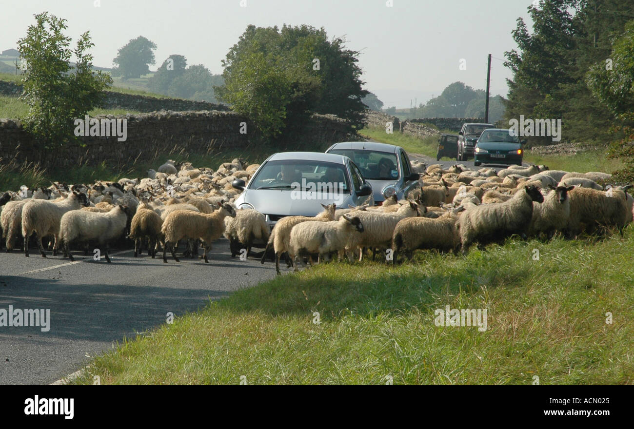 Moutons sur road Yorkshire Angleterre Banque D'Images