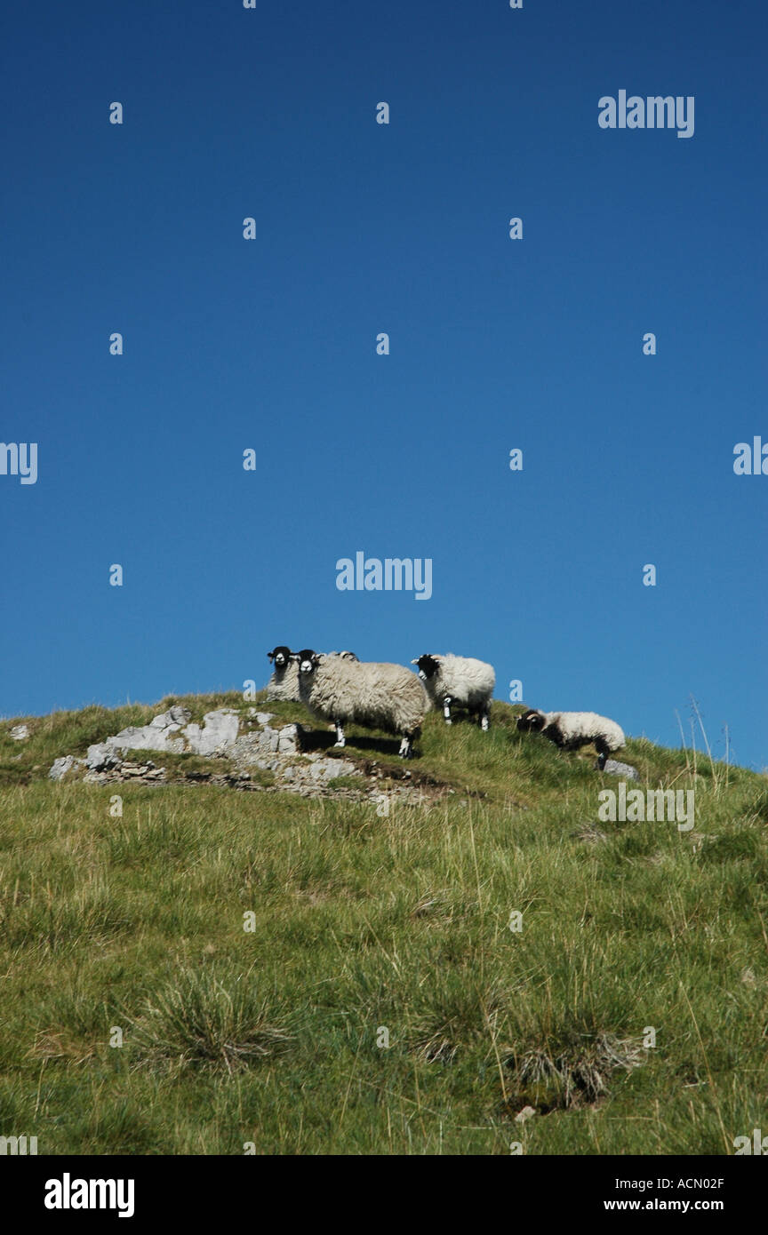 Les moutons au repos du Yorkshire en Angleterre Banque D'Images