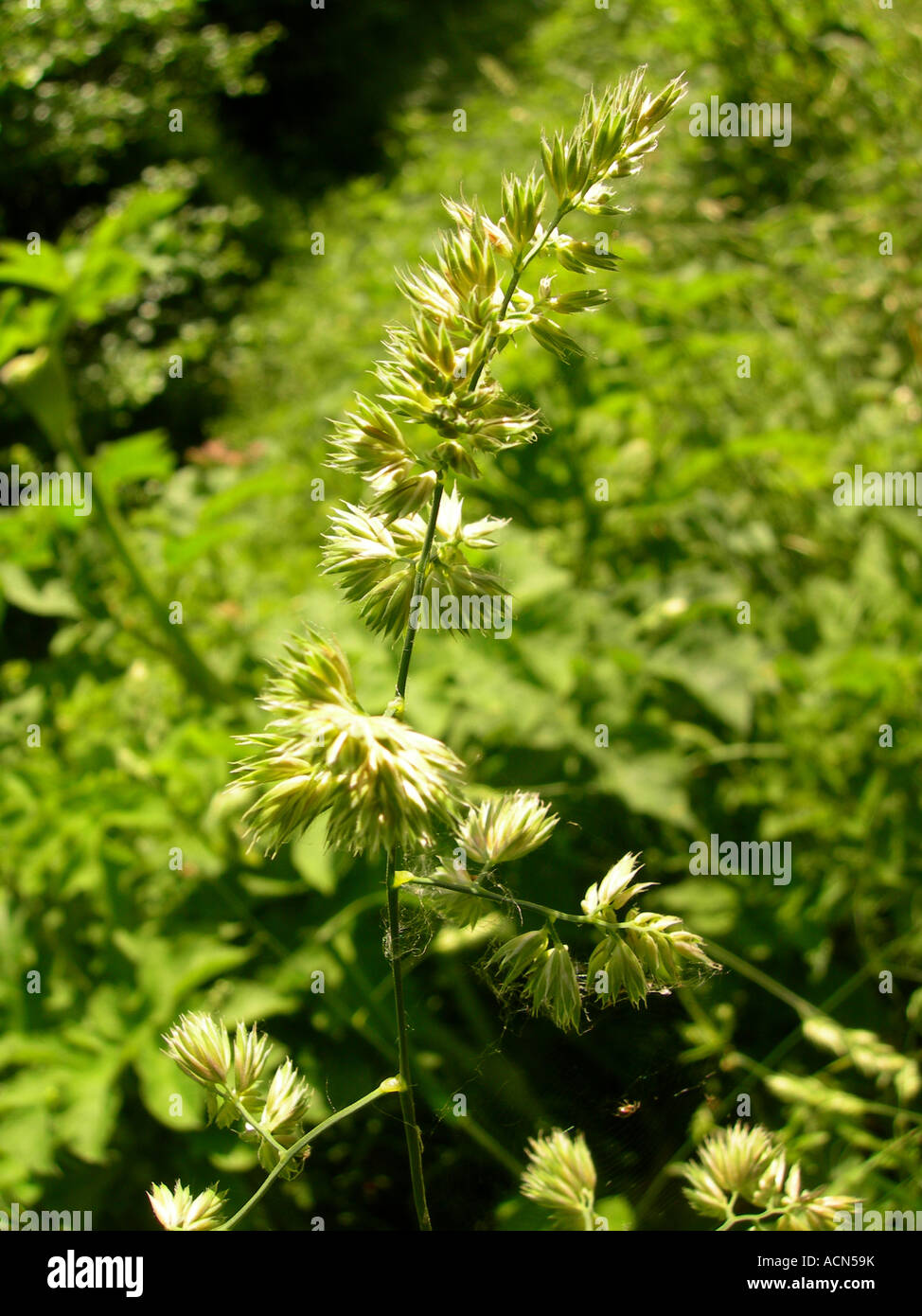 Grass Banque D'Images