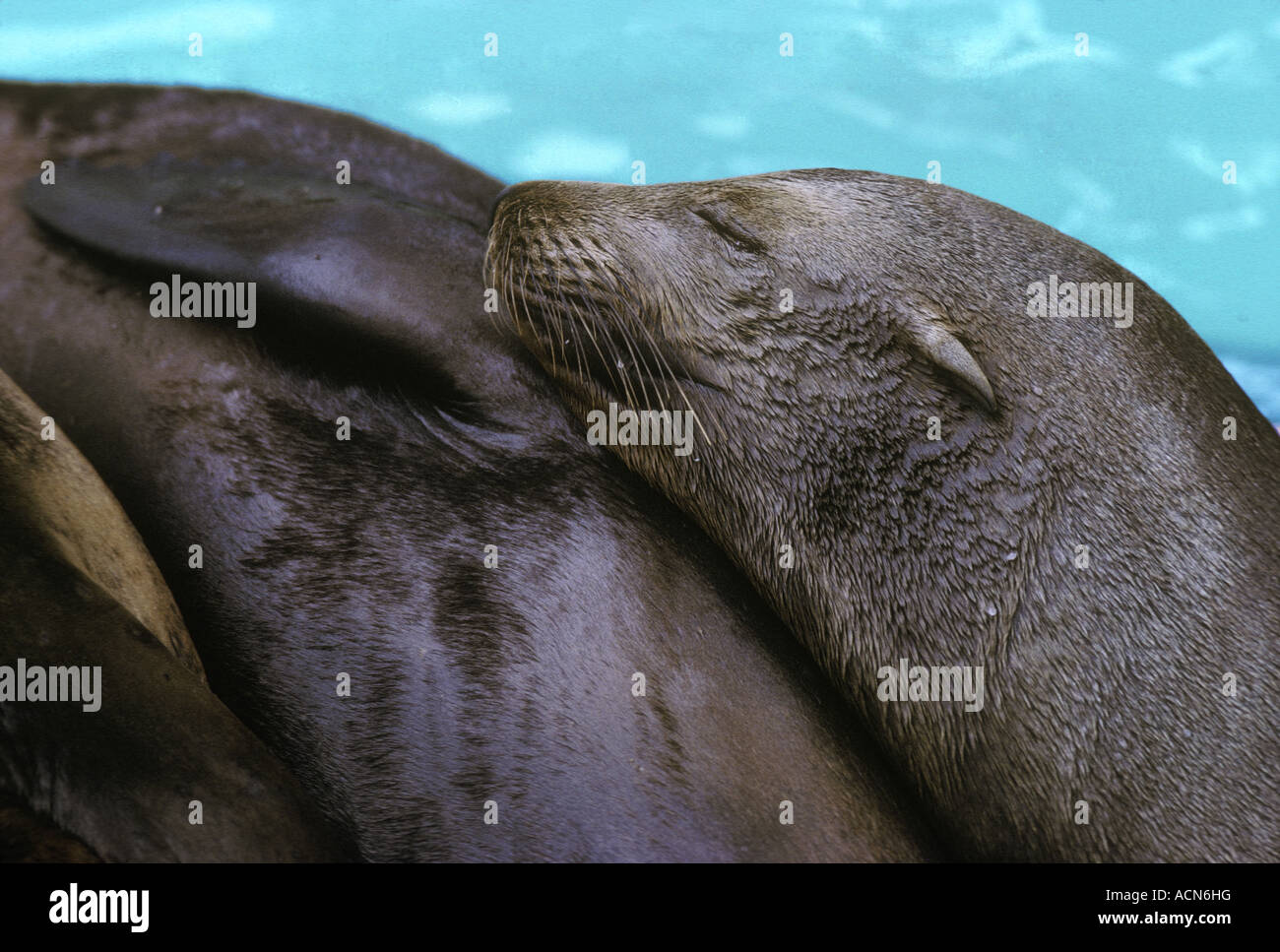 La Jolla beach joint dormir les lions de mer Banque D'Images