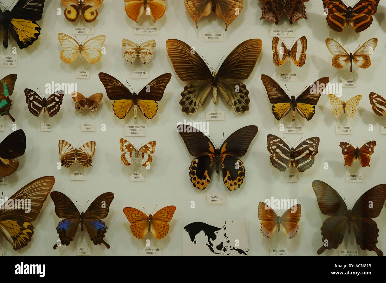 Énorme collection de papillons dsc 0090 Banque D'Images