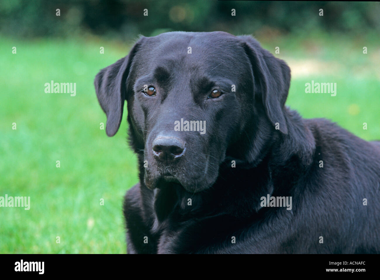 Labrador noir Banque D'Images