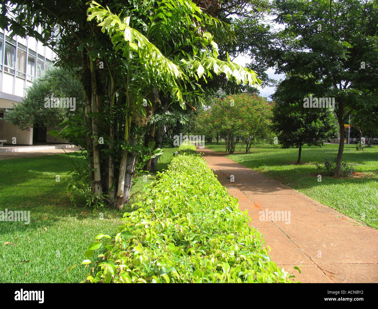 Les arbres et les bushs et bâtiments résidentiels à Brasilia-BR Banque D'Images