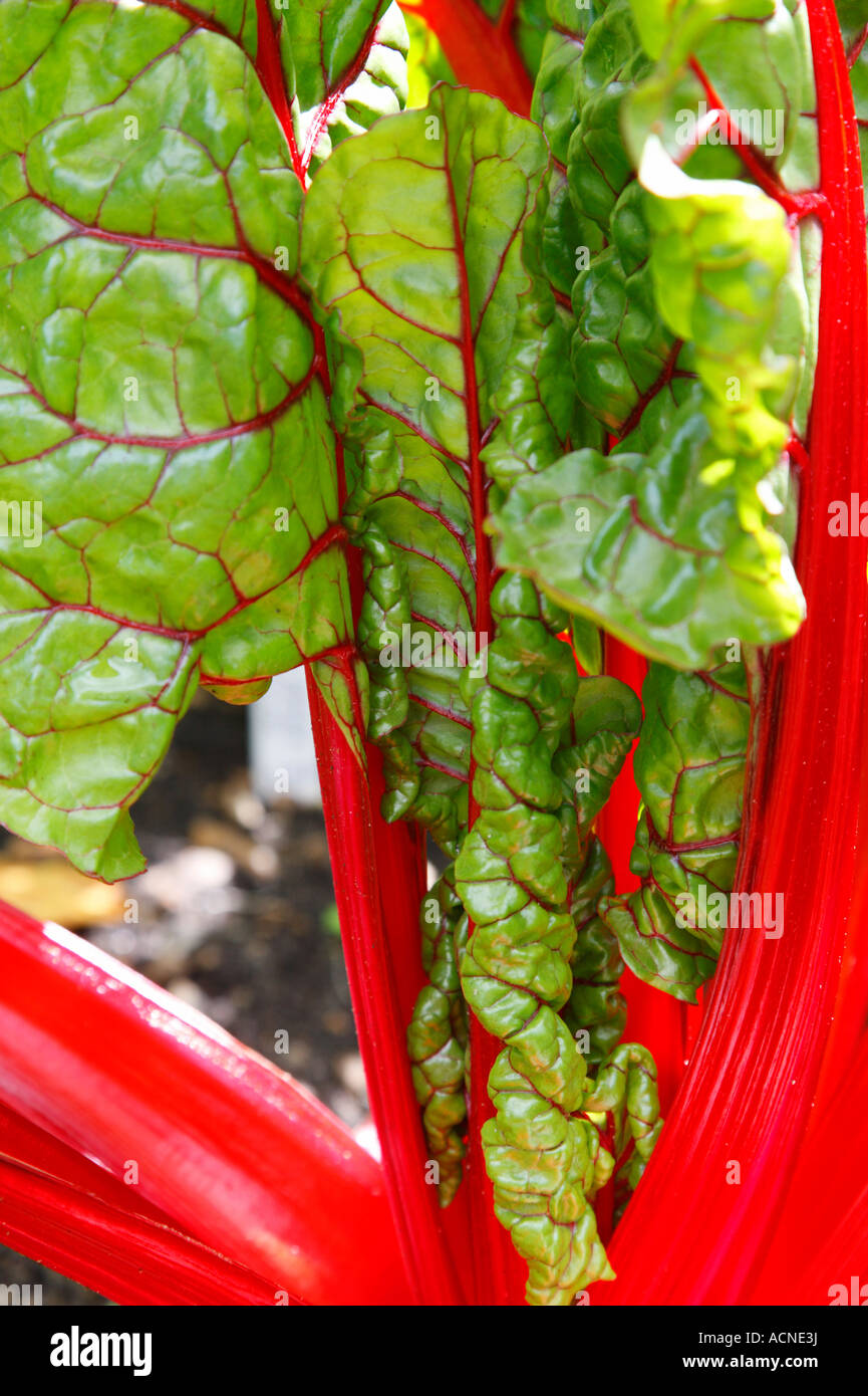 La rhubarbe chard Beta vulgaris Banque D'Images
