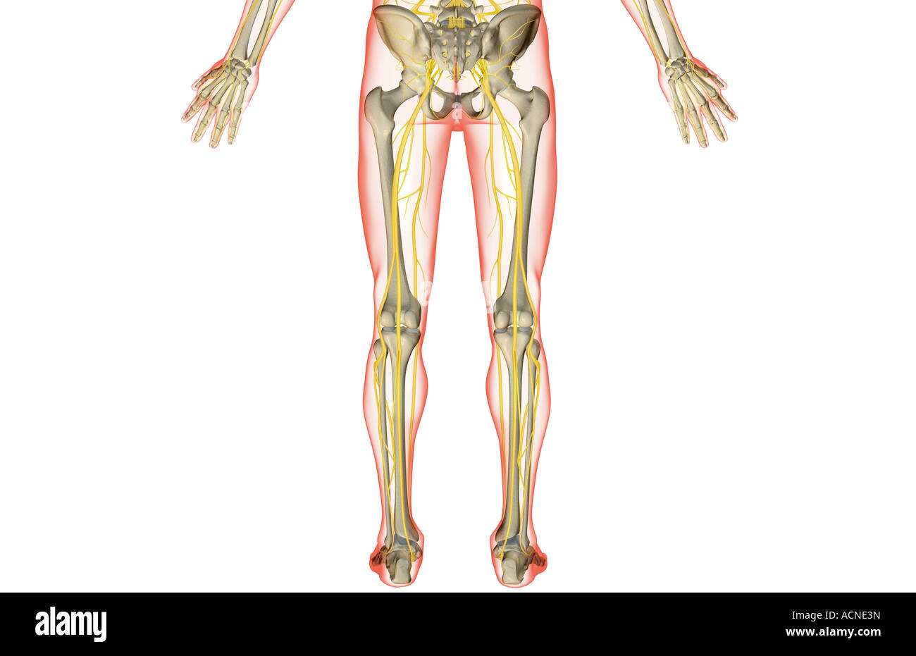Les nerfs de la partie inférieure du corps Banque D'Images