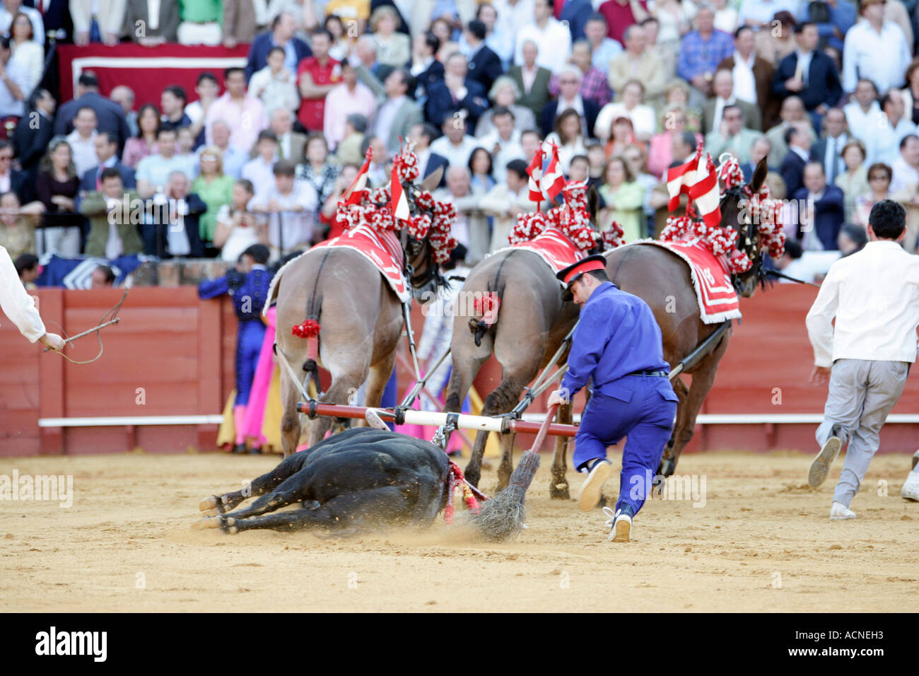 Mulillas Banque de photographies et d'images à haute résolution - Alamy