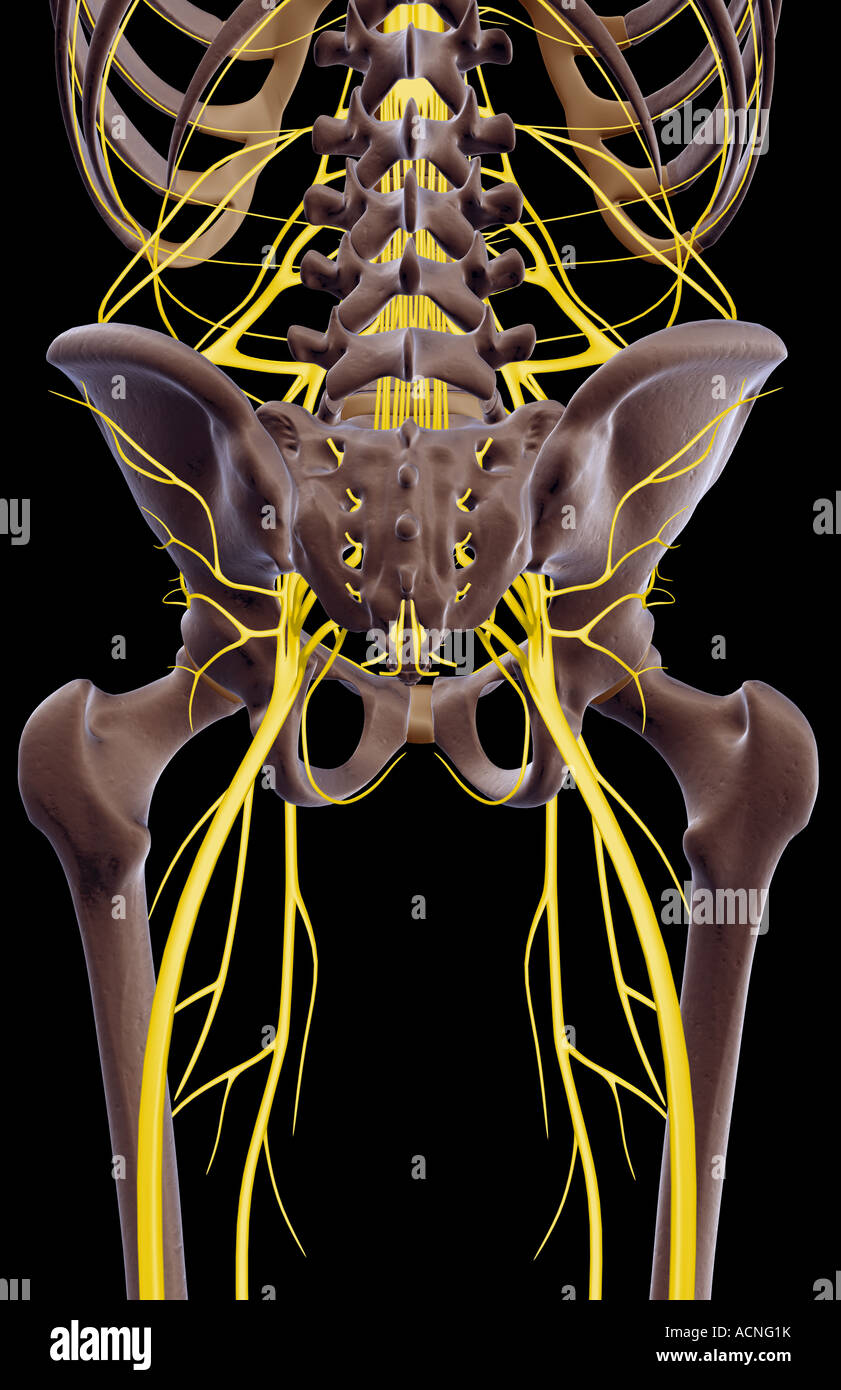 Les Nerfs du pelvis Banque D'Images