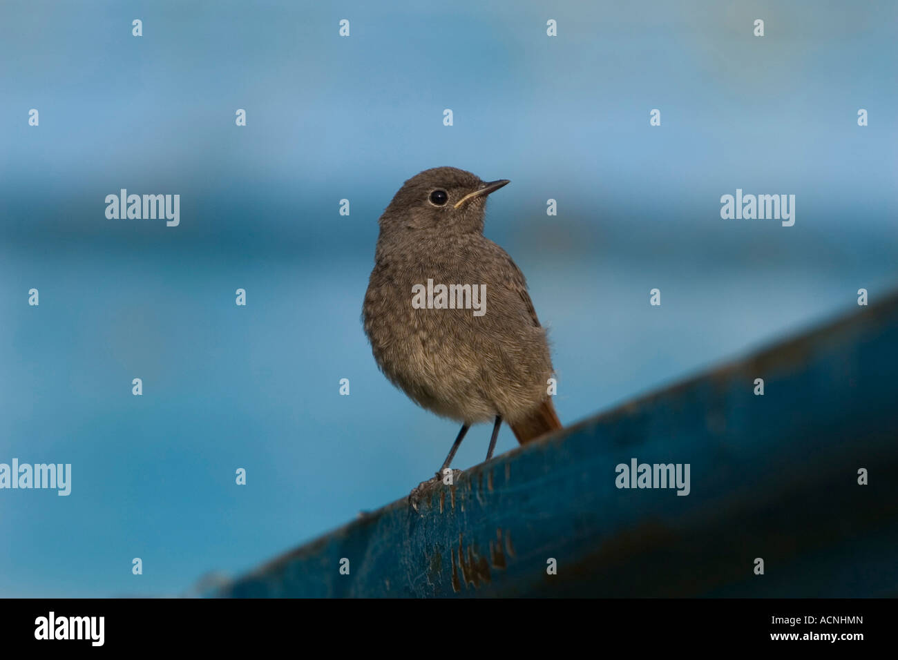 Rougequeue noir immature Banque D'Images