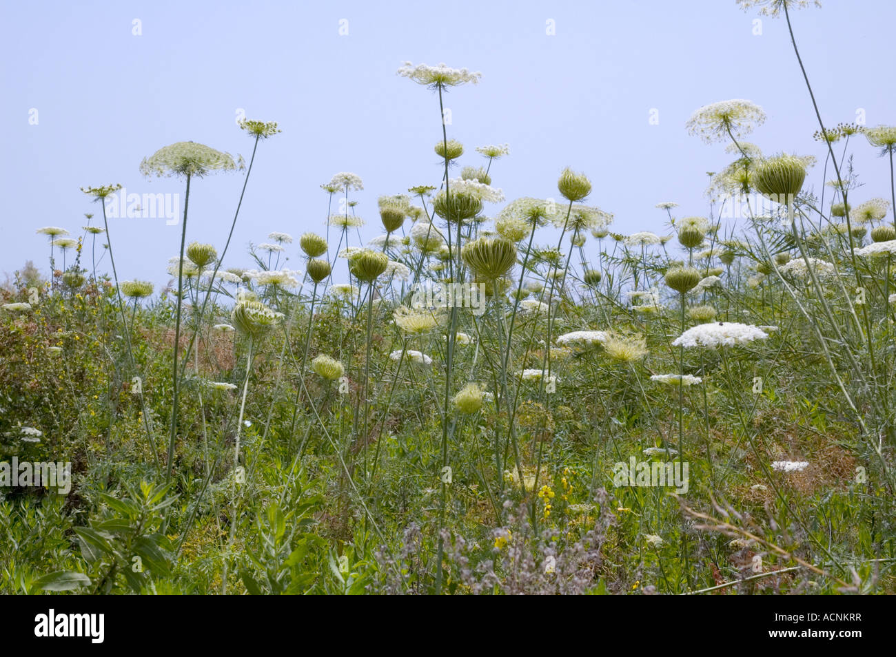 Dent de l'Ammi visnaga Mer de Galilée Israël Banque D'Images