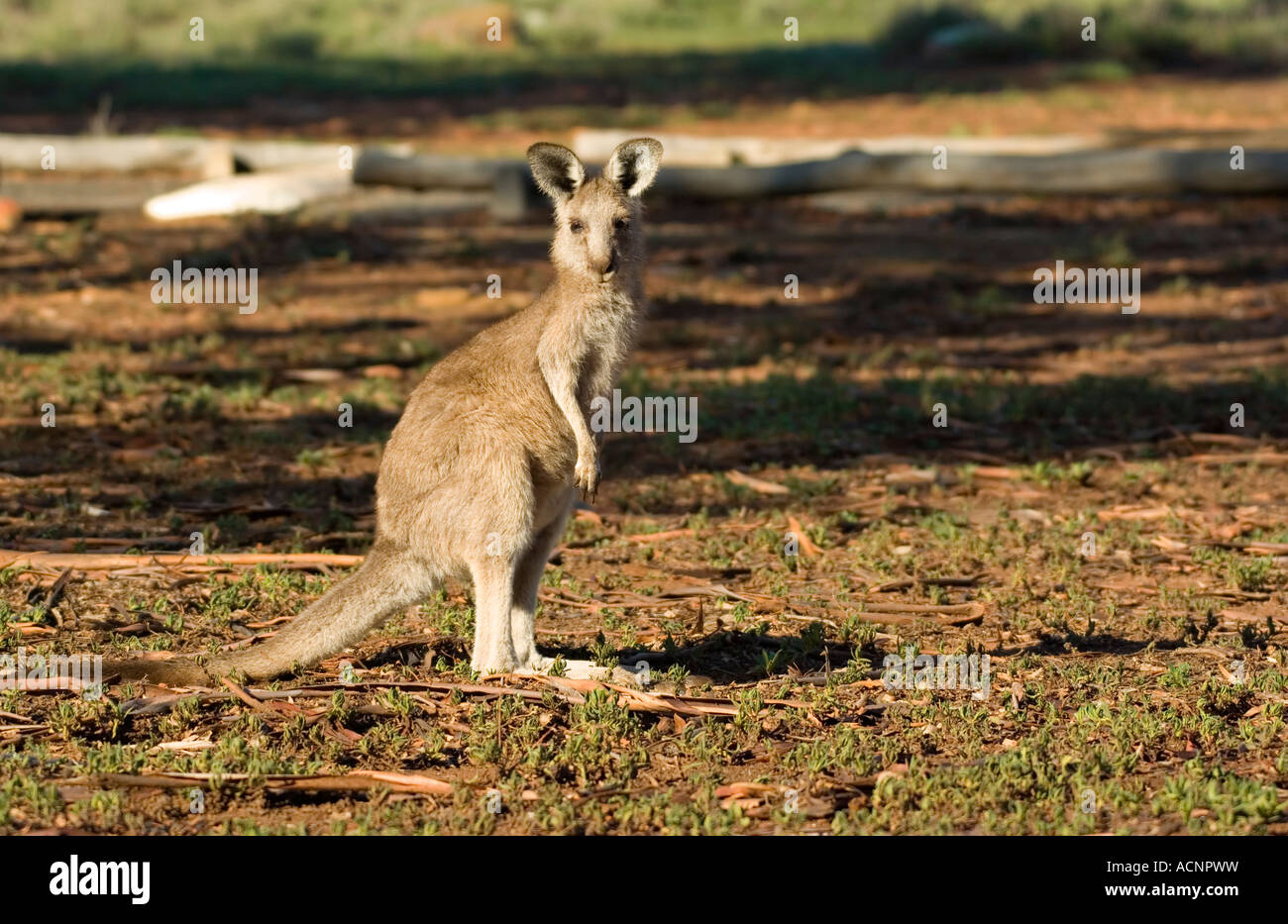 Un petit kangourou gris de l'est s'arrête et regarde l'appareil photo Banque D'Images