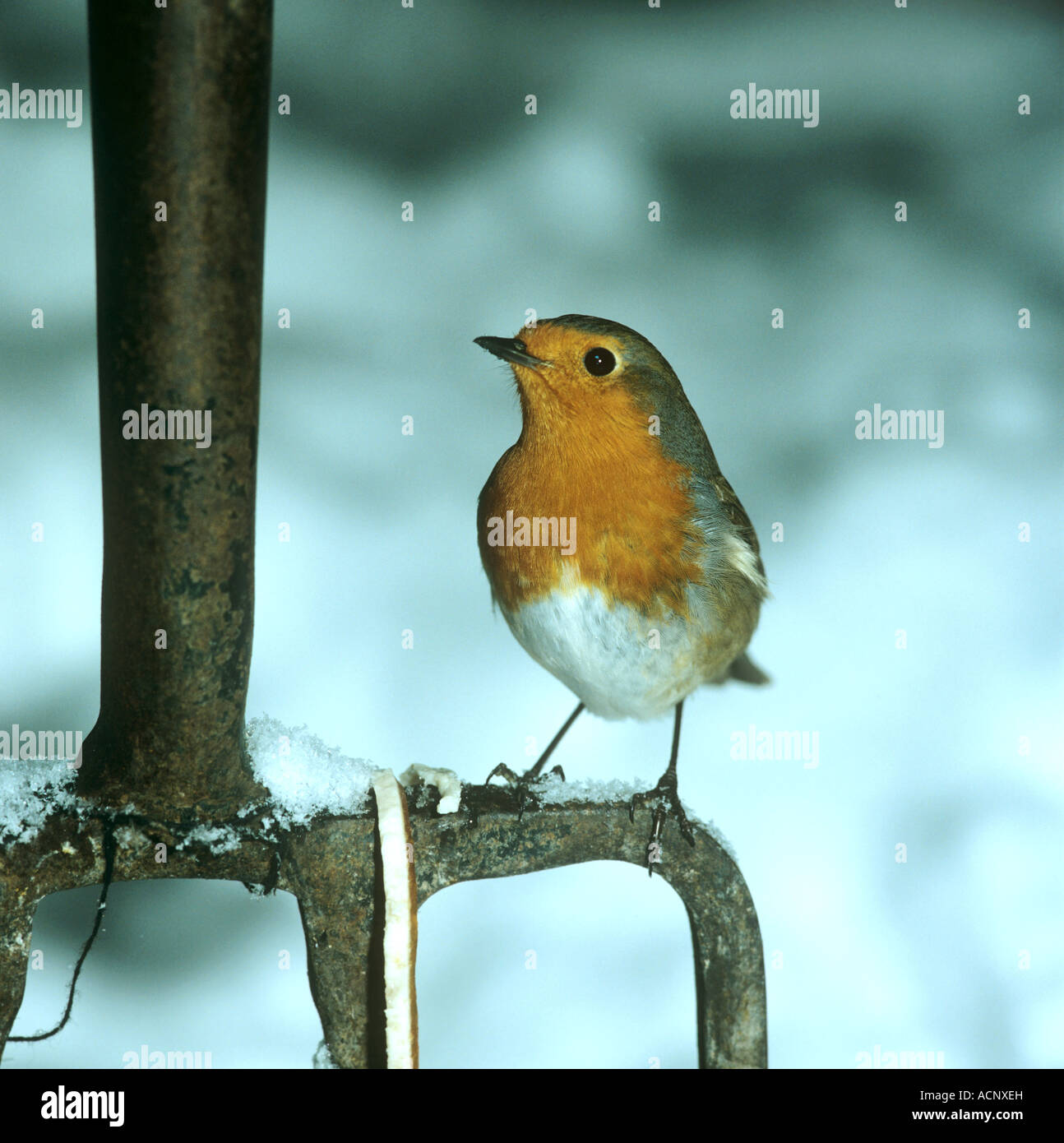 Robin sur une fourche à bêcher dans la neige l'hiver dans le Berkshire Banque D'Images