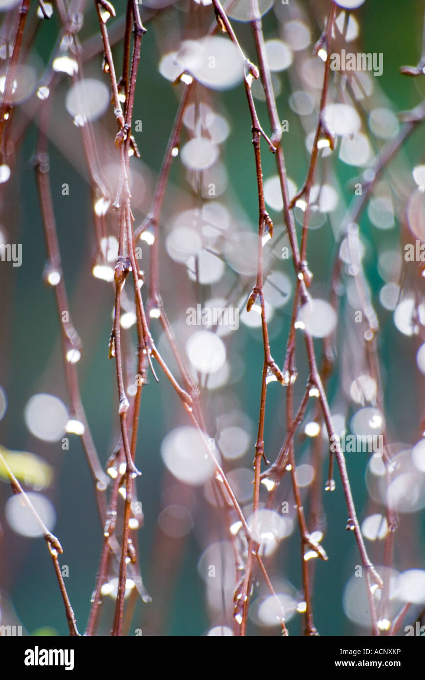 Soleil sur les gouttes de pluie qui brillent sur les vrilles d'un bouleau pleurant des feuilles coupées en hiver Banque D'Images
