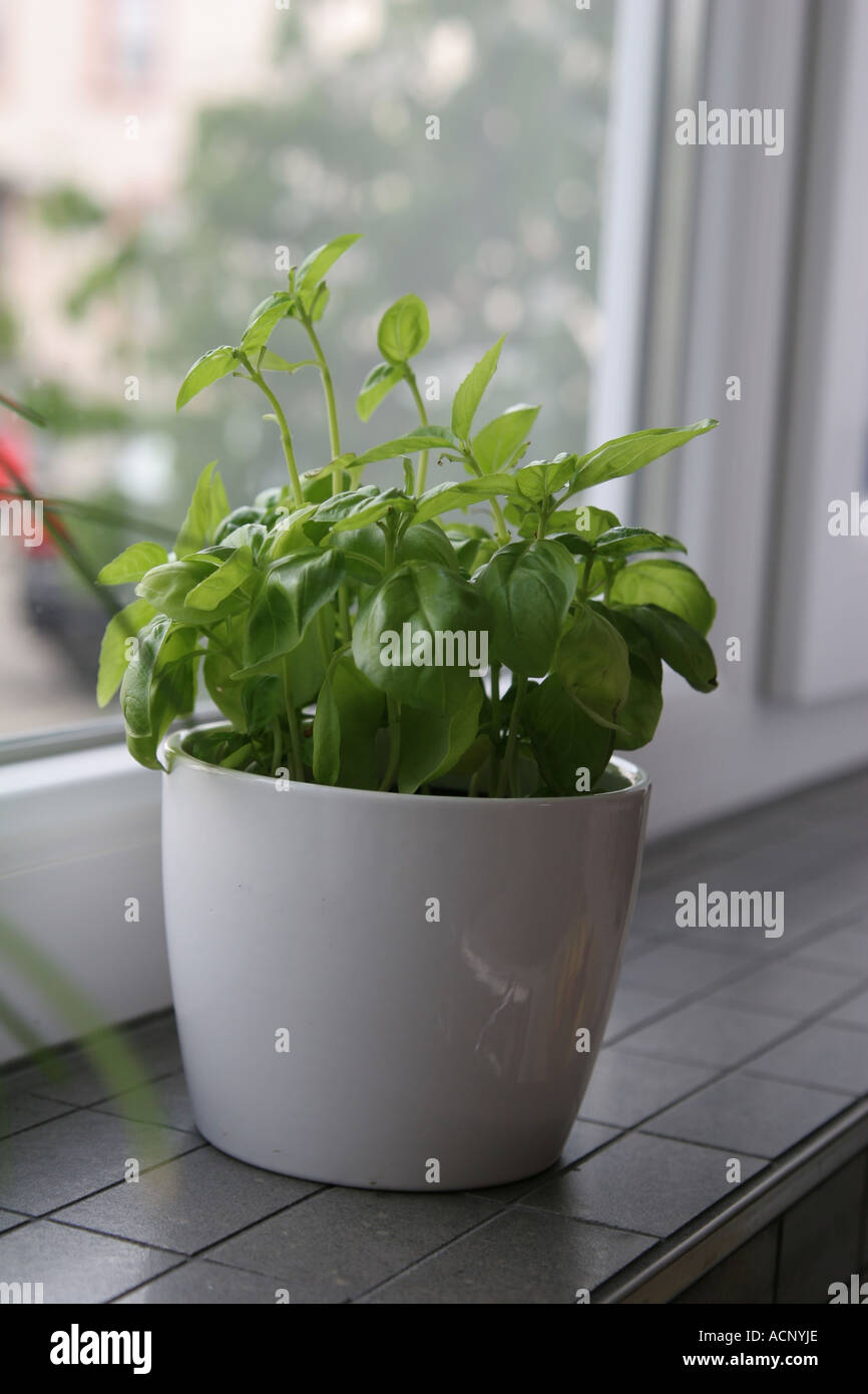 Fines herbes sur le rebord de la fenêtre - Küchenkräuter am Fenster Banque D'Images