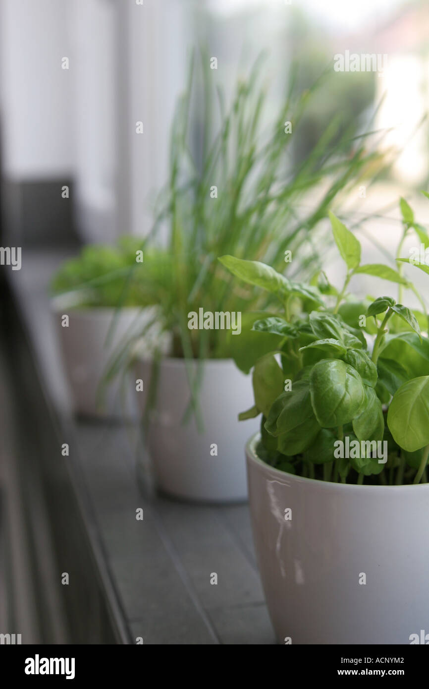 Fines herbes sur le rebord de la fenêtre - Küchenkräuter am Fenster Banque D'Images