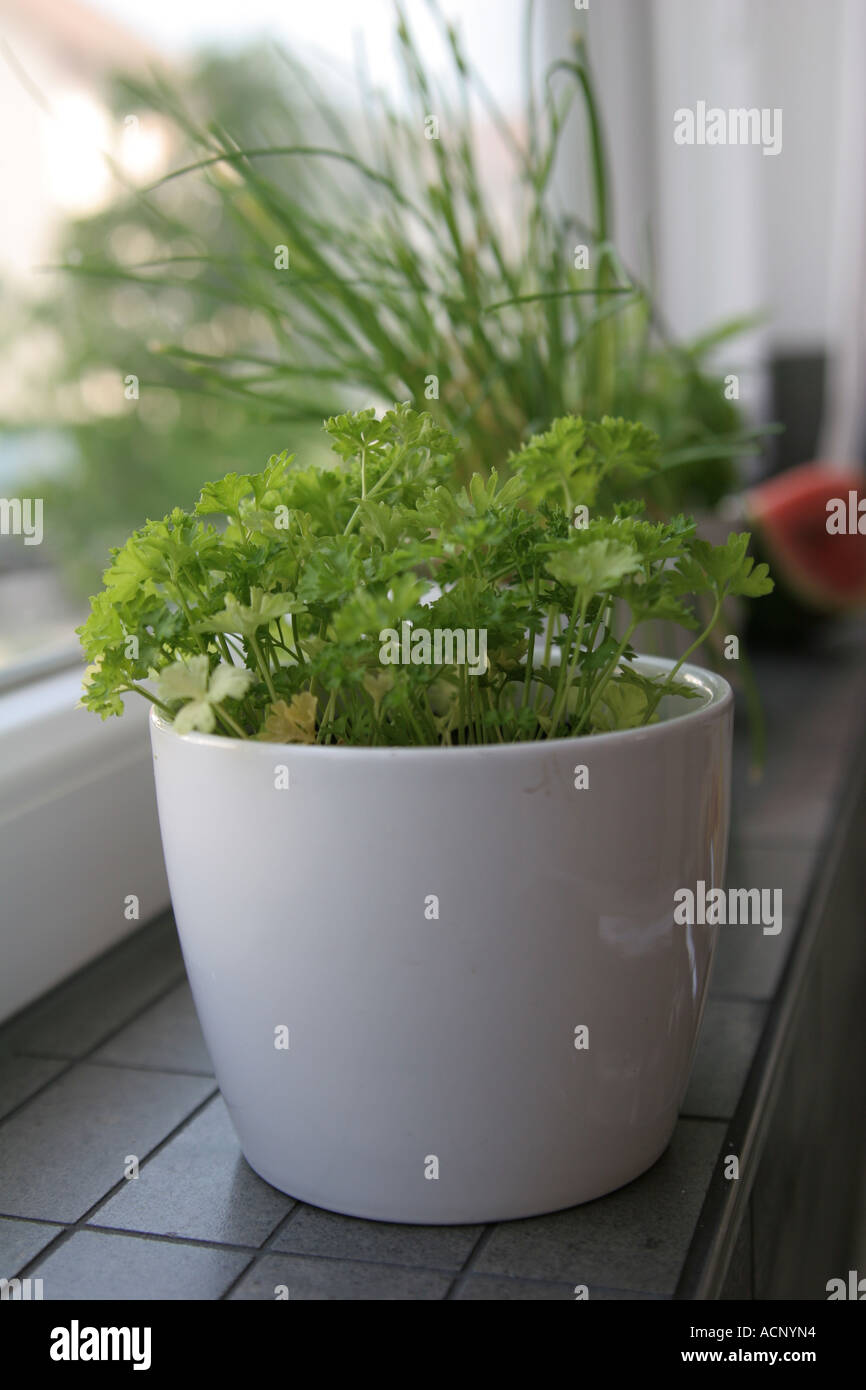 Fines herbes sur le rebord de la fenêtre - Küchenkräuter am Fenster Banque D'Images