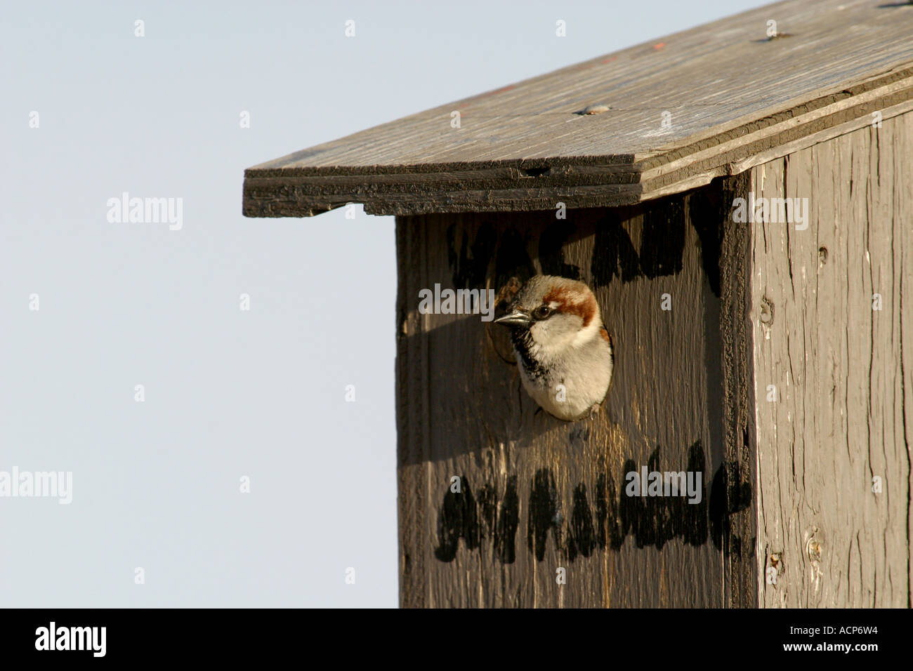Les oiseaux de l'Amérique du Nord, Alberta Canada, le moineau domestique, Passer domesticus' prendre sur un bluebird's house. Banque D'Images