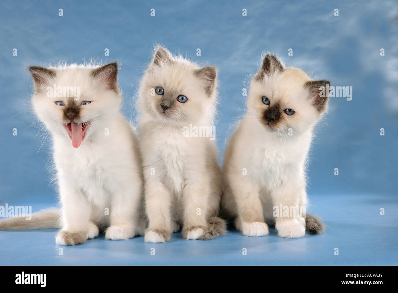 Chat Sacré de Birmanie trois chatons - séance Banque D'Images