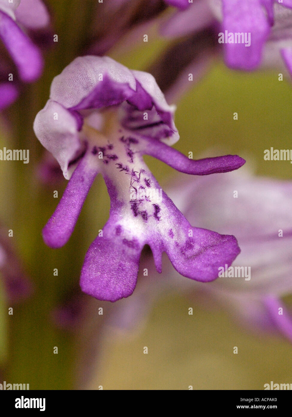 Orchidées Orchis militaris, militaire Banque D'Images