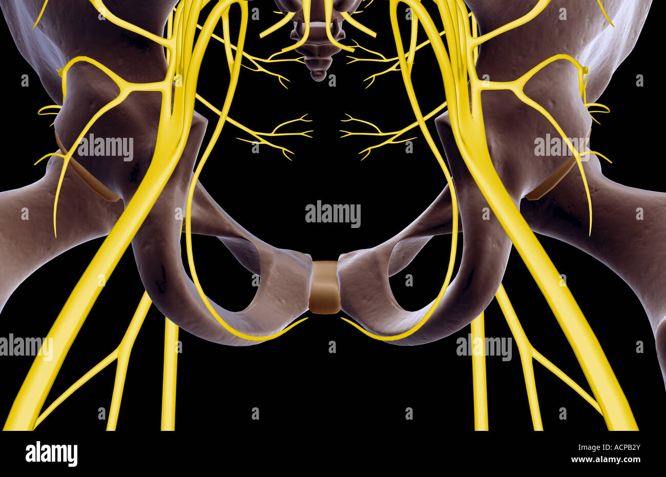 Les Nerfs du pelvis Banque D'Images