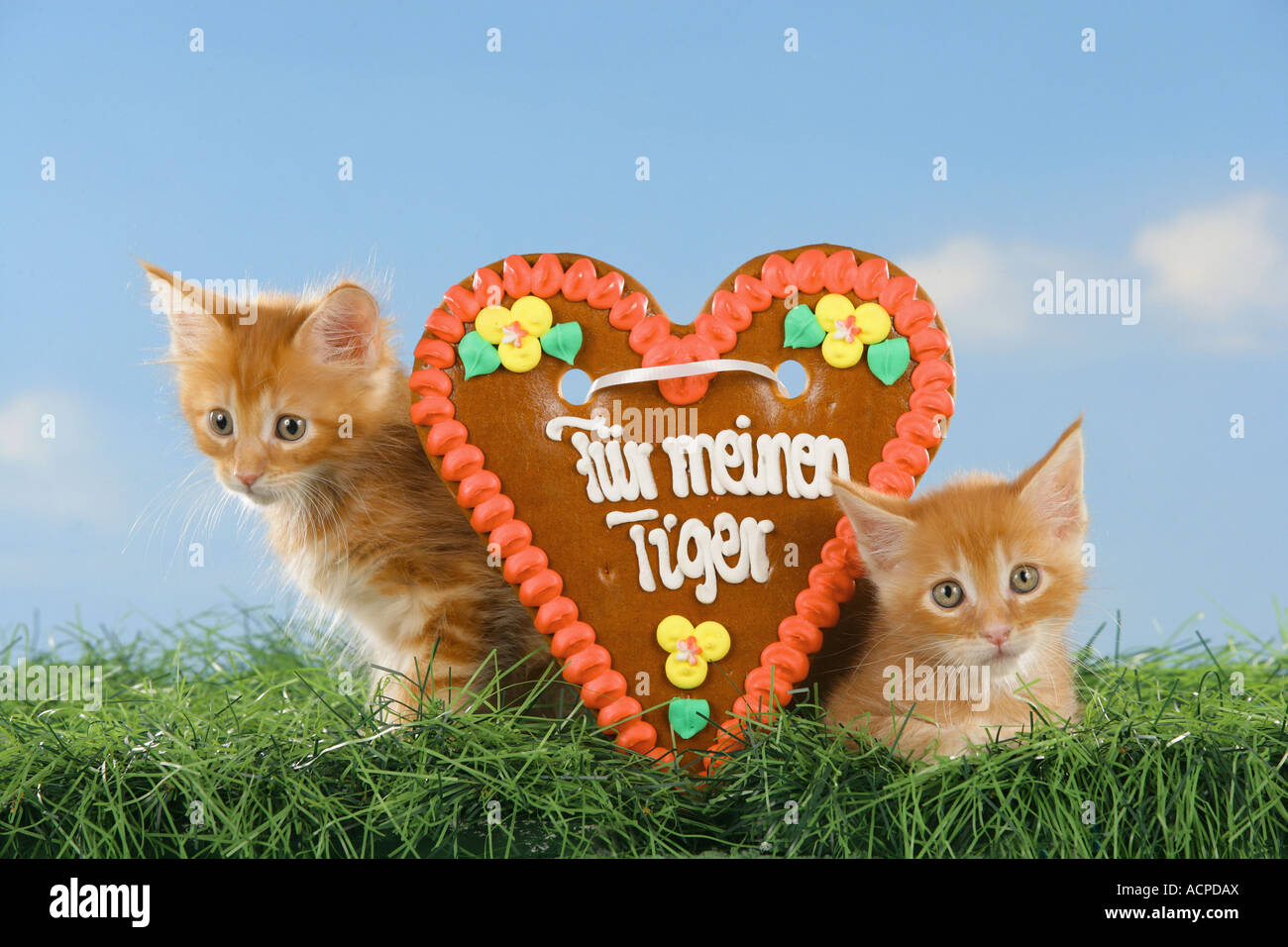 Deux chatons Maine Coon avec gingerbread heart Banque D'Images