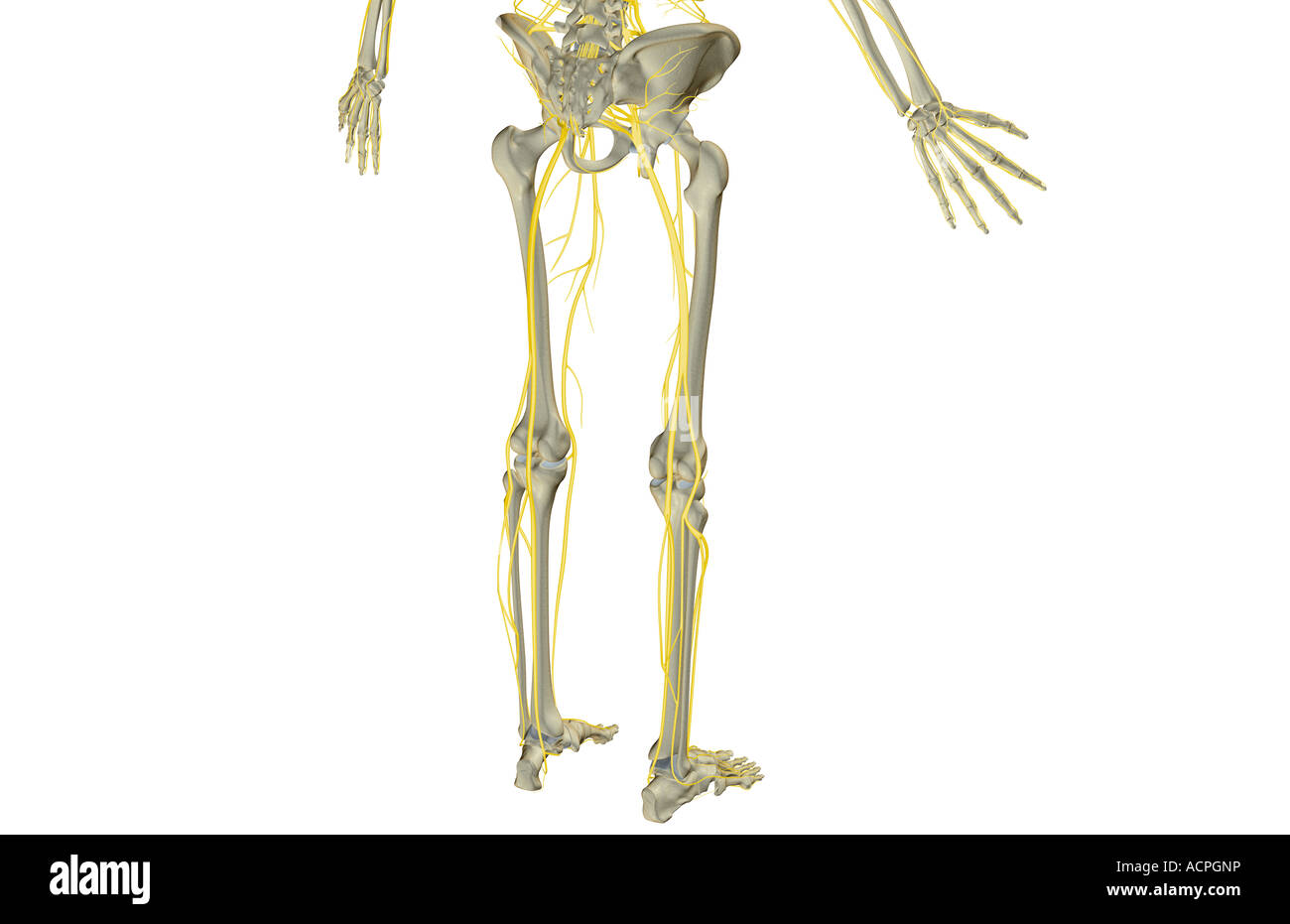 Les nerfs de la partie inférieure du corps Banque D'Images