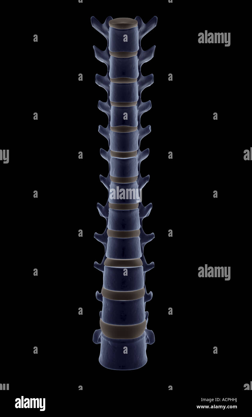 Les vertèbres thoraciques et lombaires Banque D'Images