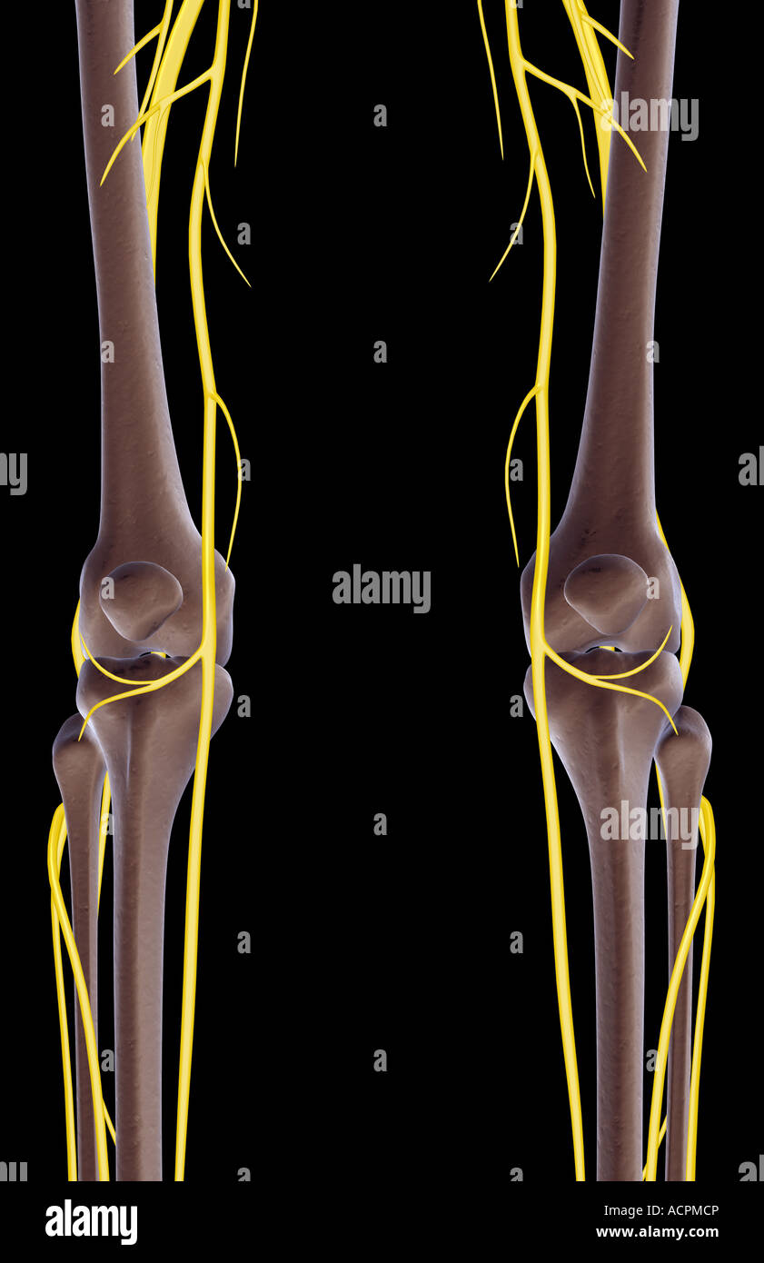 Les nerfs du genou Banque D'Images