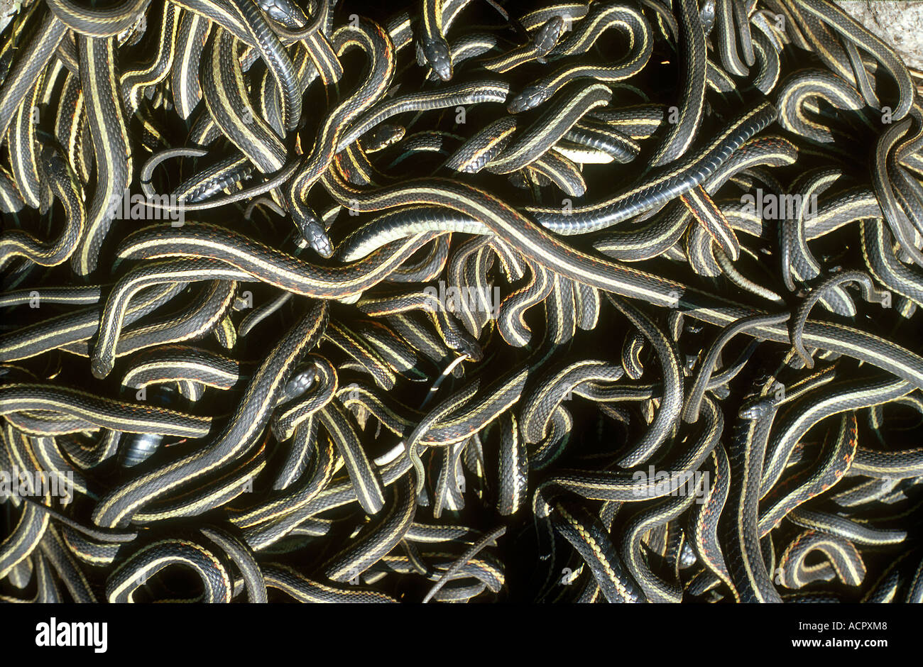 Les couleuvres rayées (Thamnophis sirtalis parietalis) l'accouplement ball Banque D'Images