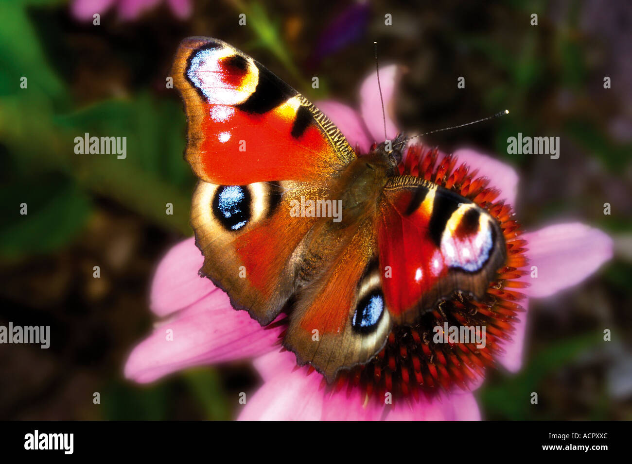 Peacock Butterfly, butterfly, Inachis io, close-up Banque D'Images