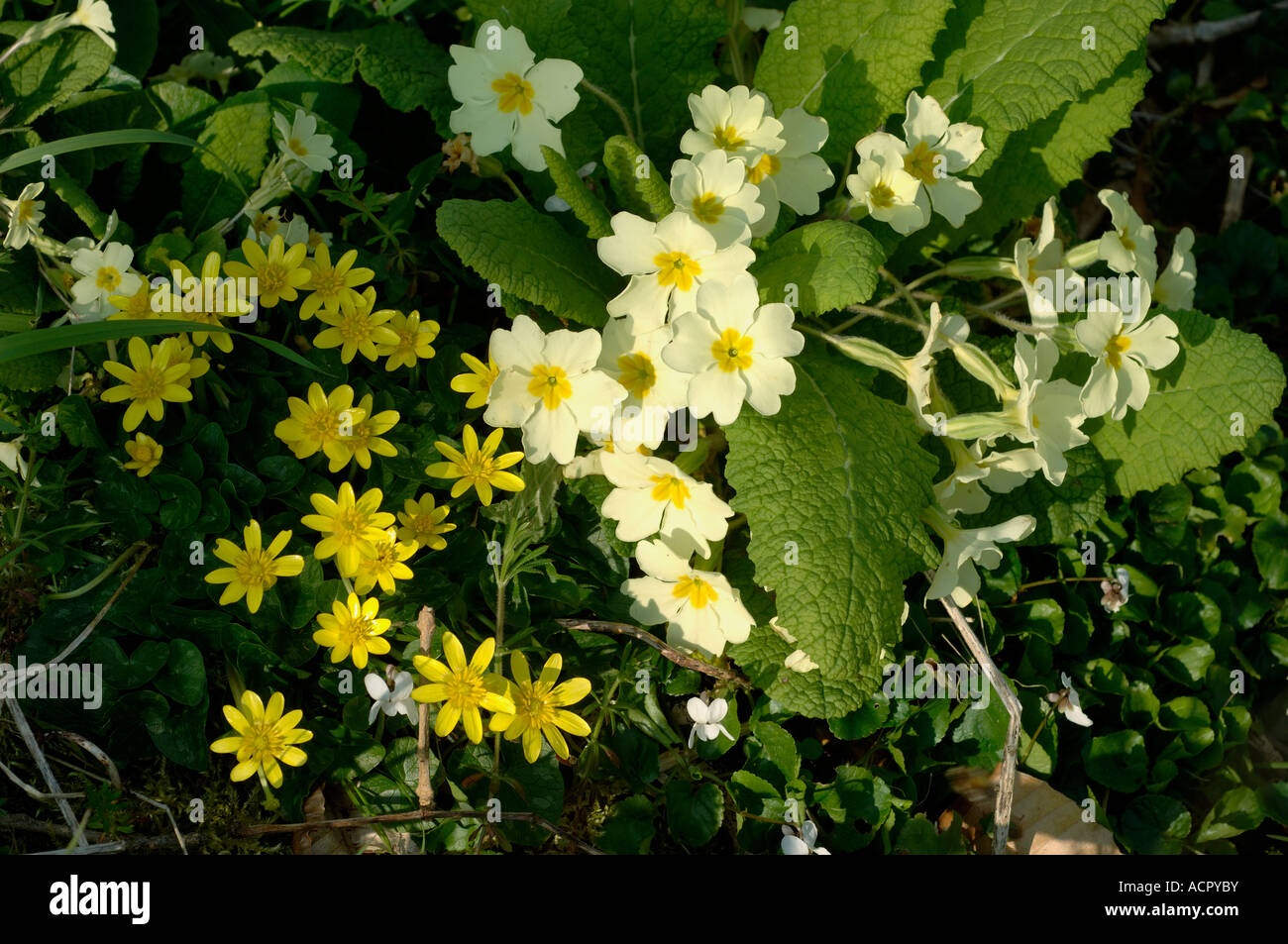 Primrose (Primula vulgaris) fleurs des bois de printemps de la petite célandine (Ficaria verna) Banque D'Images