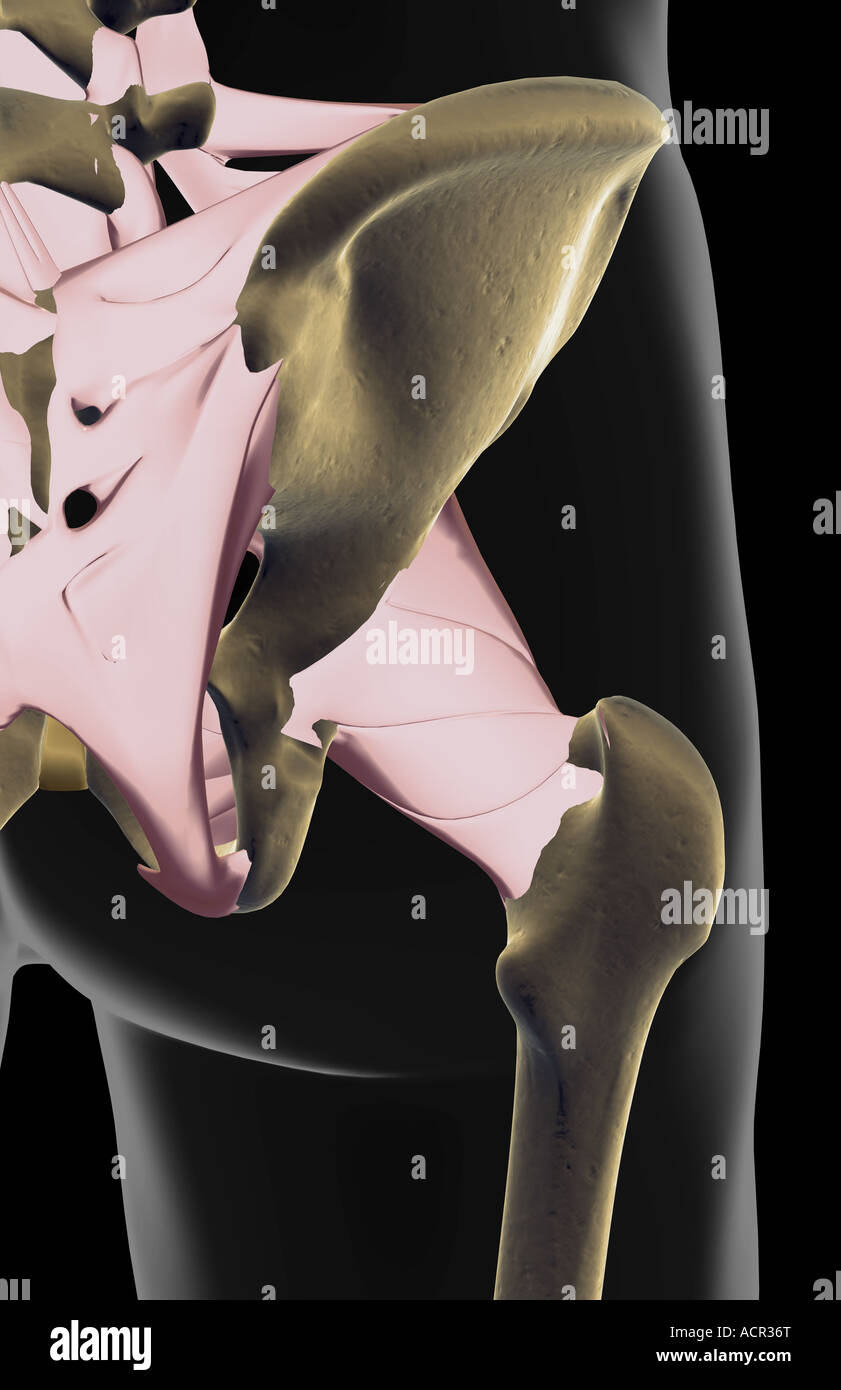 Les ligaments de la hanche Banque D'Images