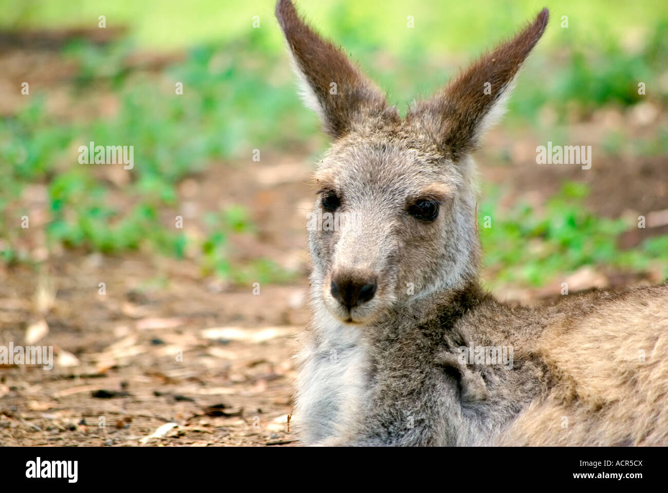 Un kangourou gris de l'est s'asseoir et se reposer Banque D'Images