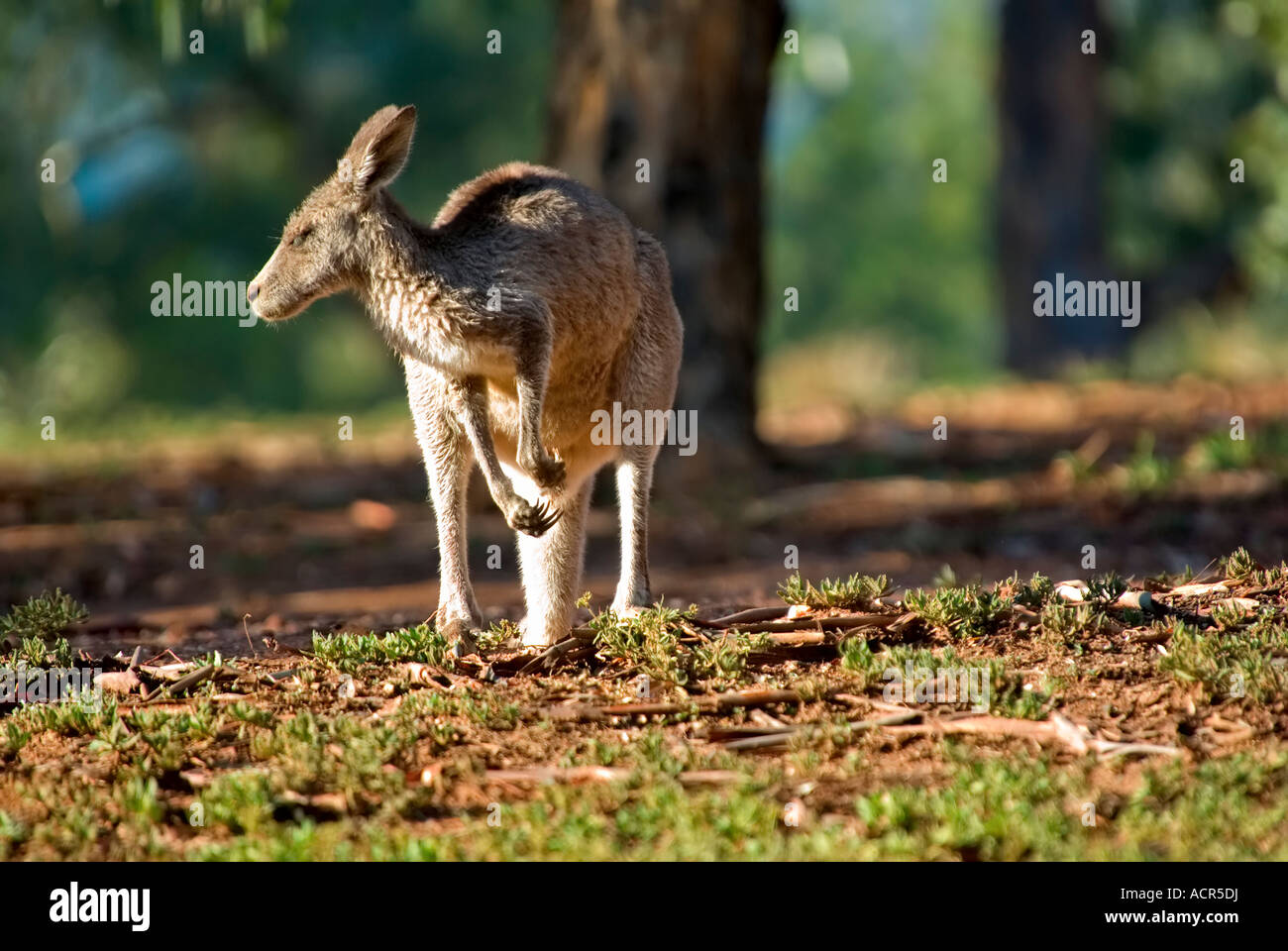 Un kangourou gris de l'est le matin à la recherche de la gauche Banque D'Images