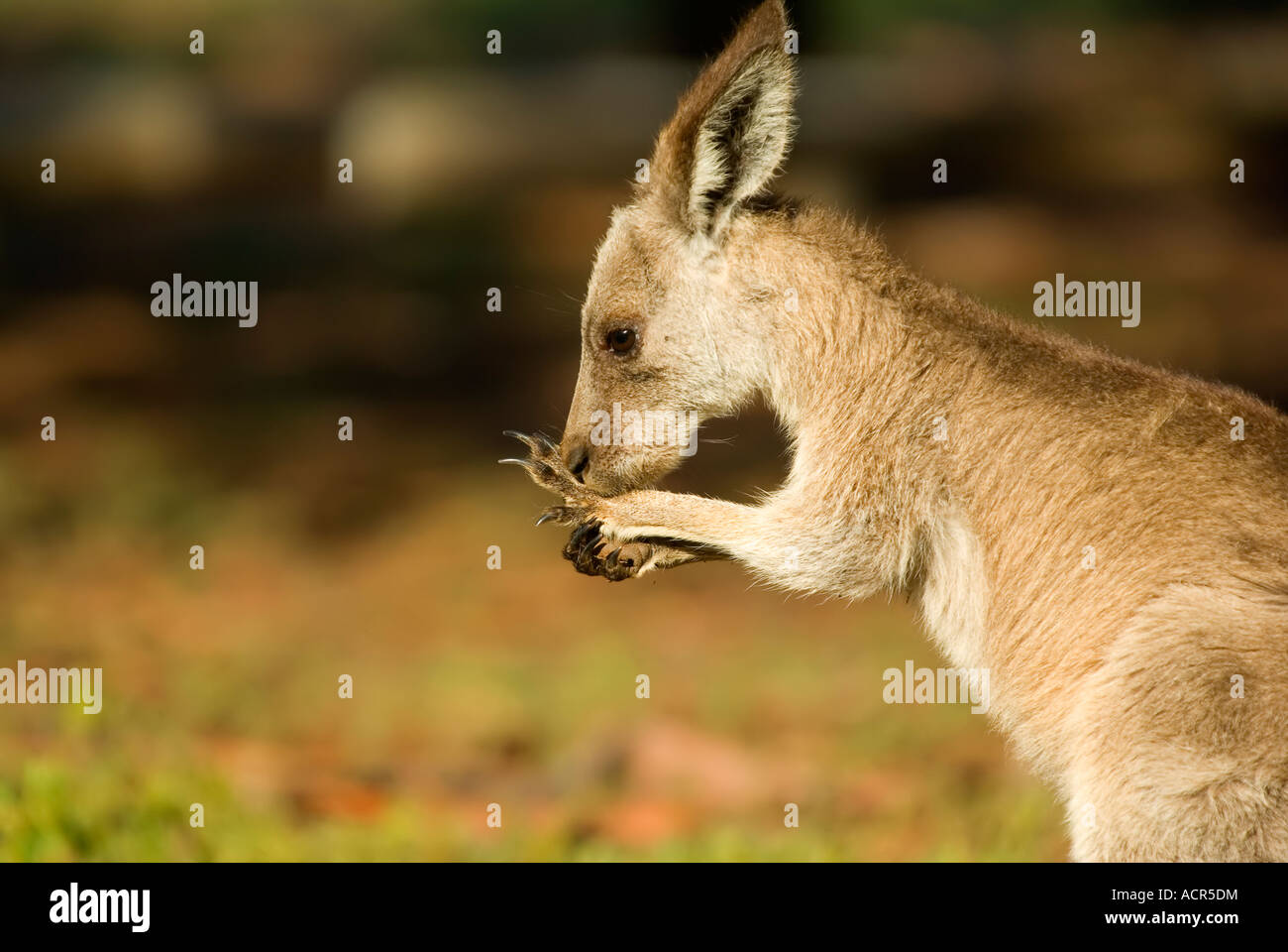 L'image d'un petit kangourou gris de l'est à l'état sauvage Banque D'Images