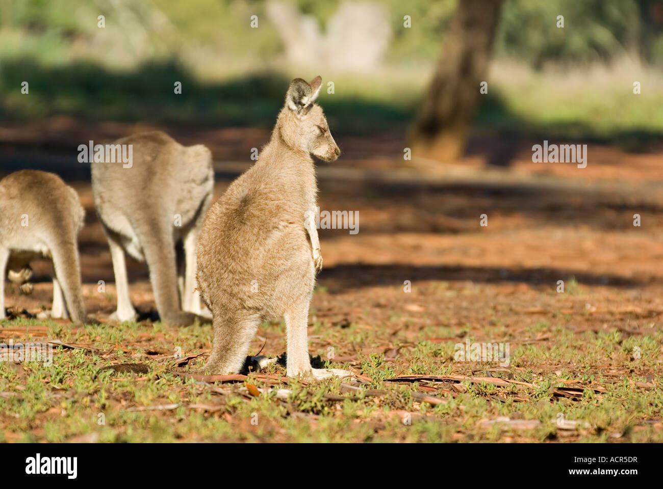 Un petit kangourou gris de l'air sur le côté, comme si à l'écart par les autres Banque D'Images