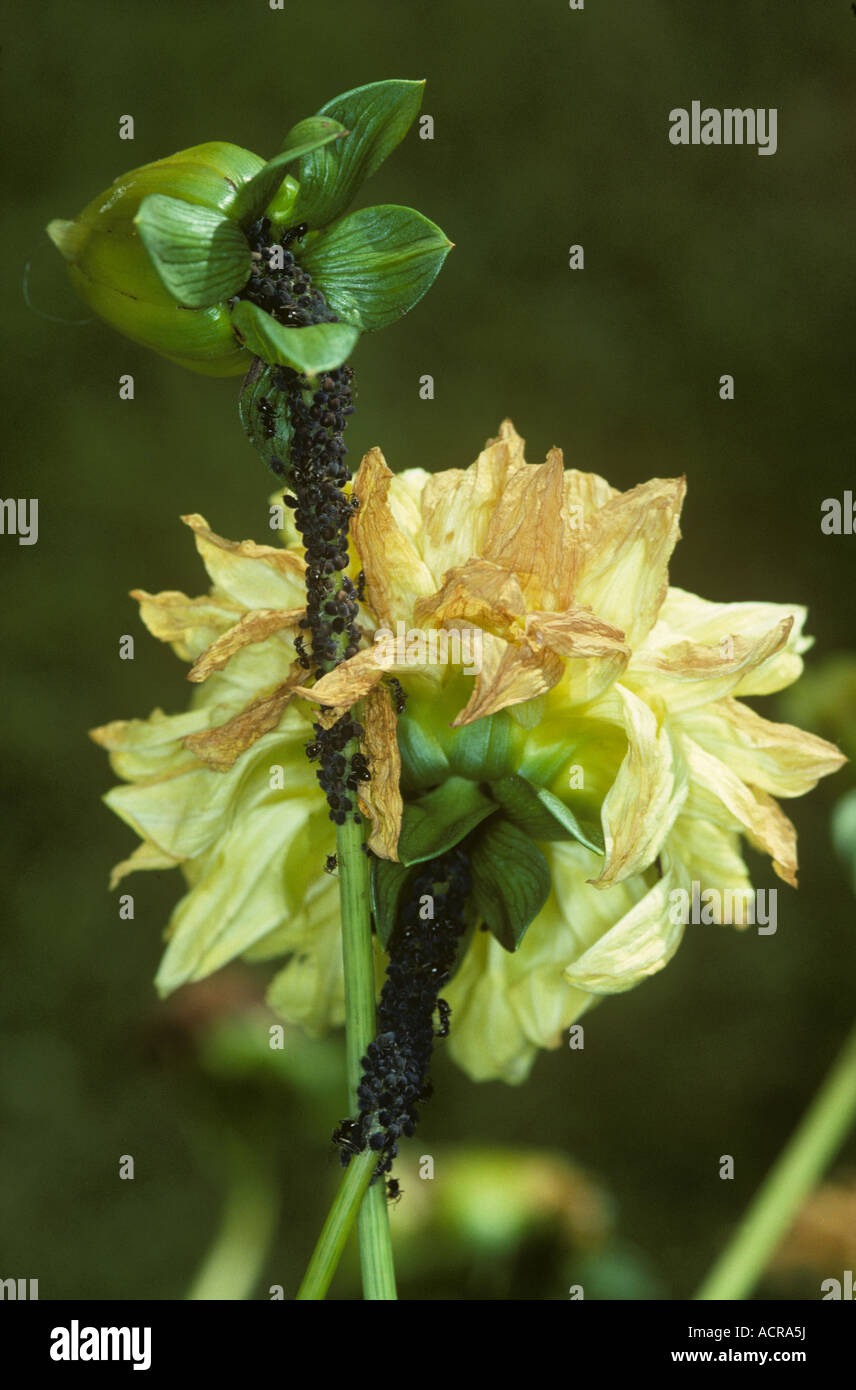 Puceron noir de la fève Aphis fabae sur l'infestation et du pédoncule de la fleur Dahlia Banque D'Images