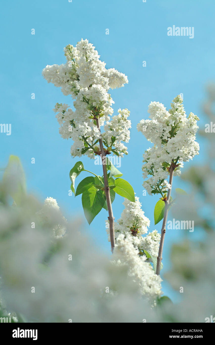 White clematis weisser Flieder Banque D'Images