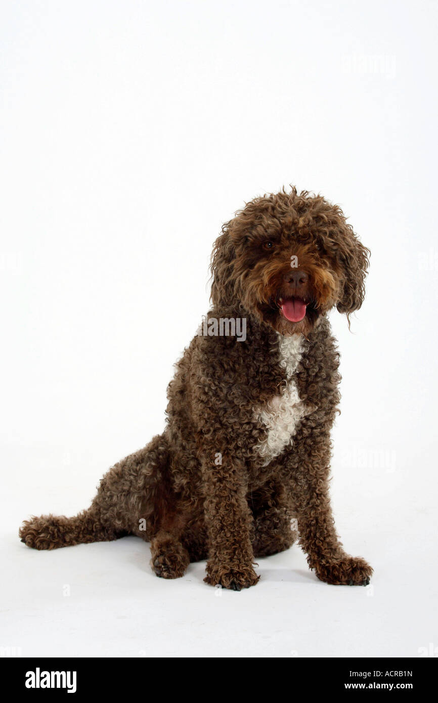 Perro de Agua Espanol chien d'eau Espagnol Banque D'Images