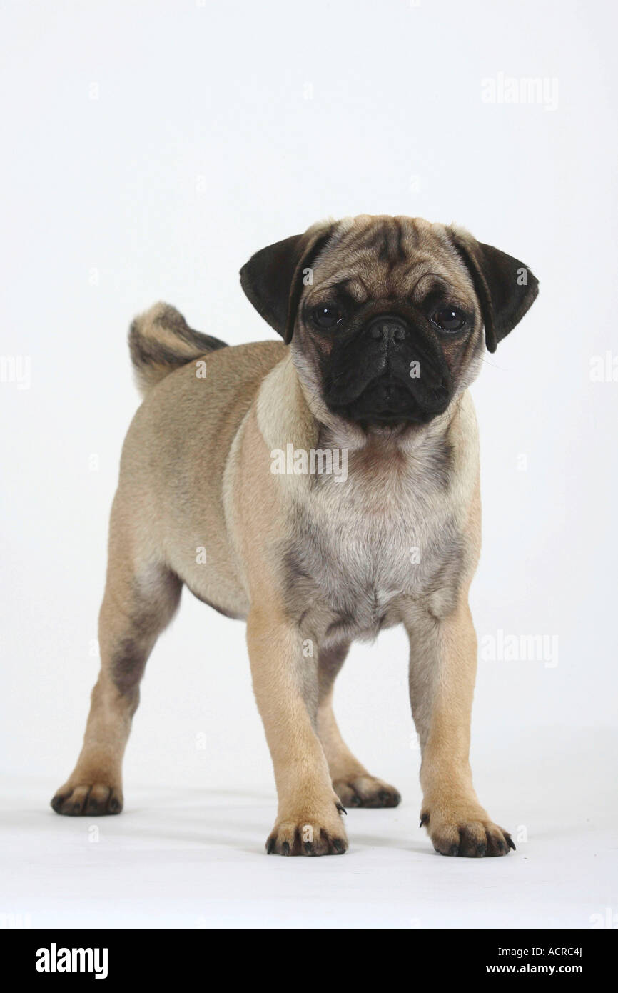 16 semaines chiot Pug Banque D'Images