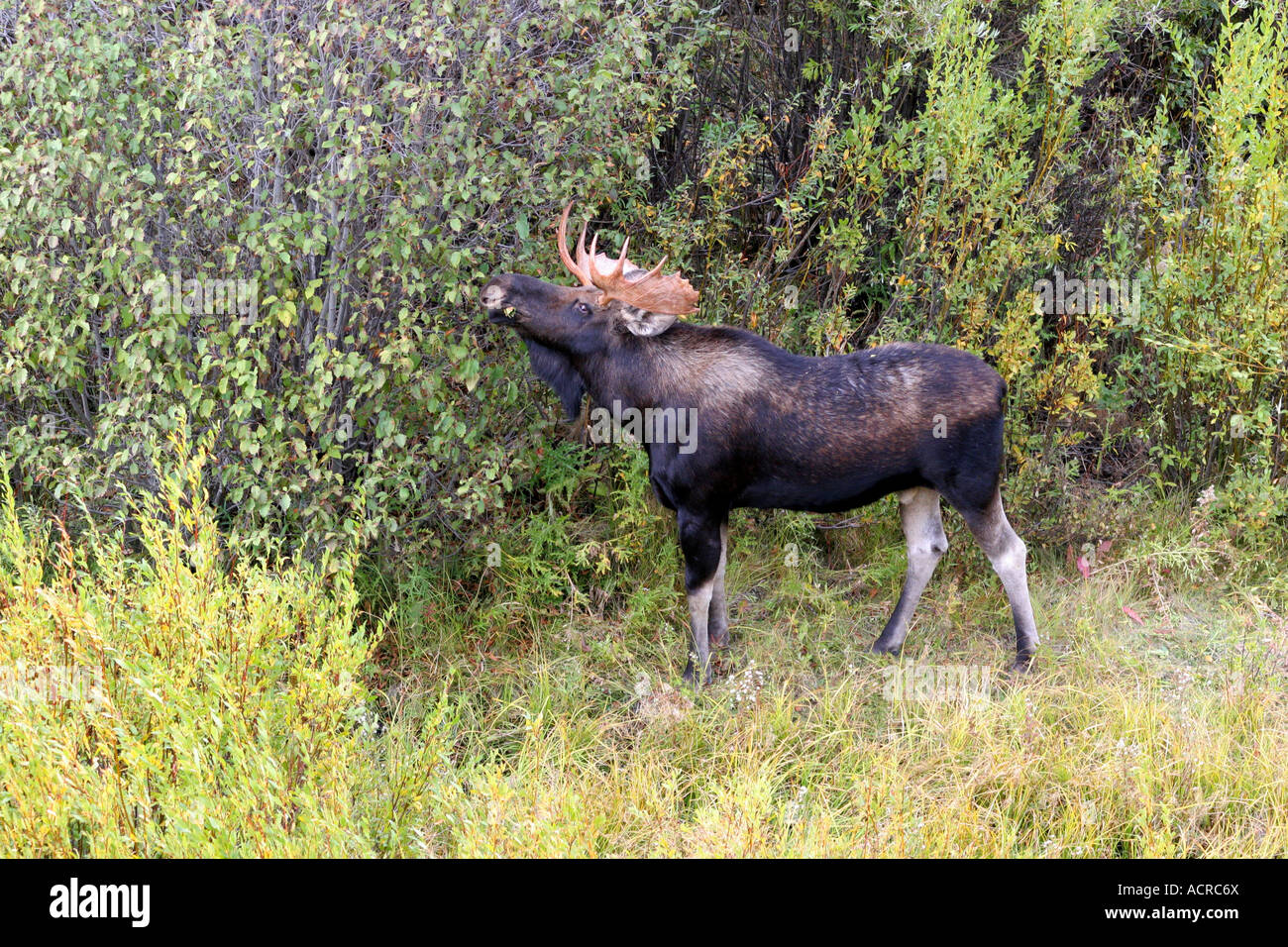Bull Moose, parc national de Grand Teton, Wyoming Banque D'Images