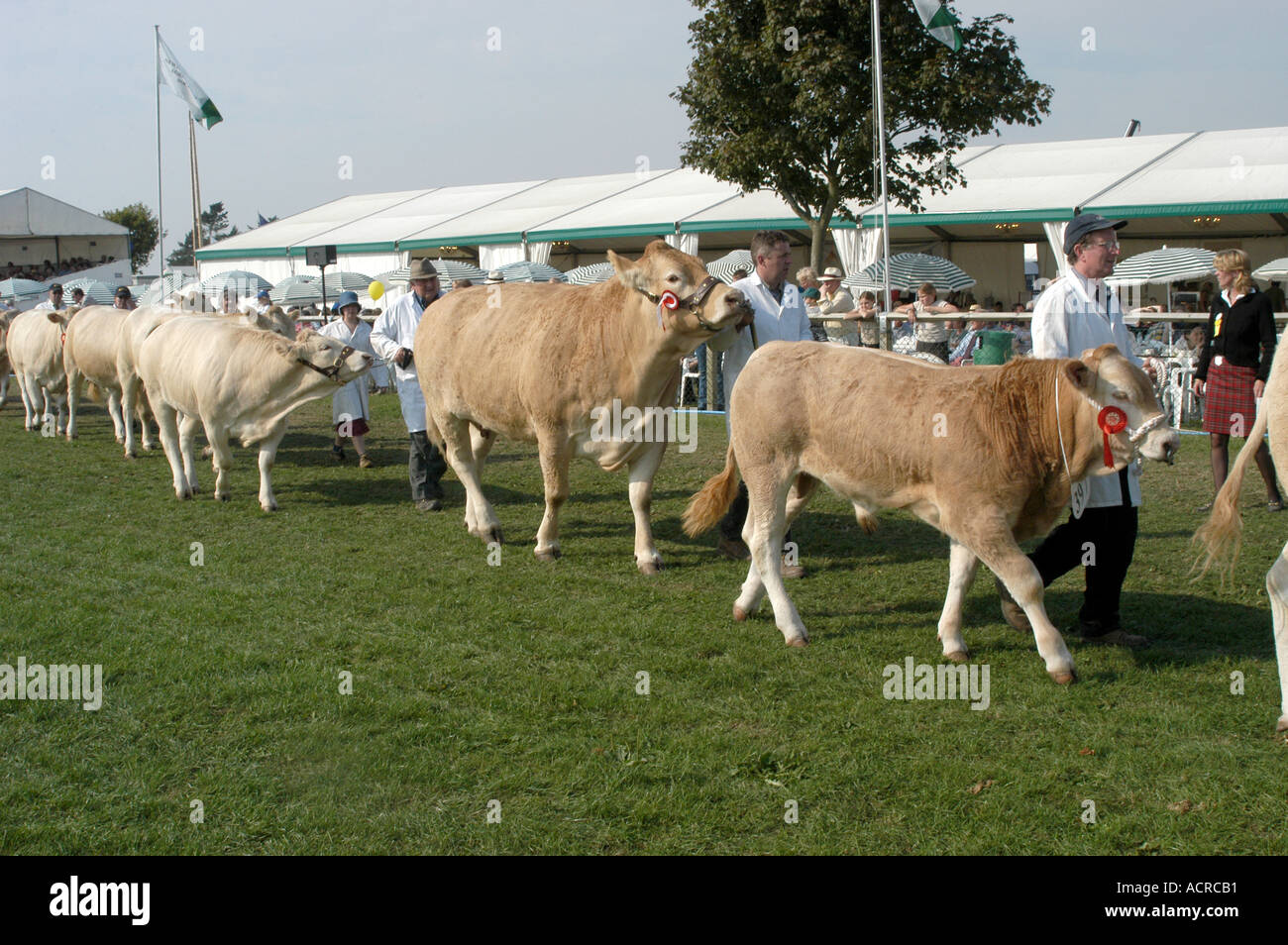 Le bétail à l'affiche au Newbury show 2003 Banque D'Images